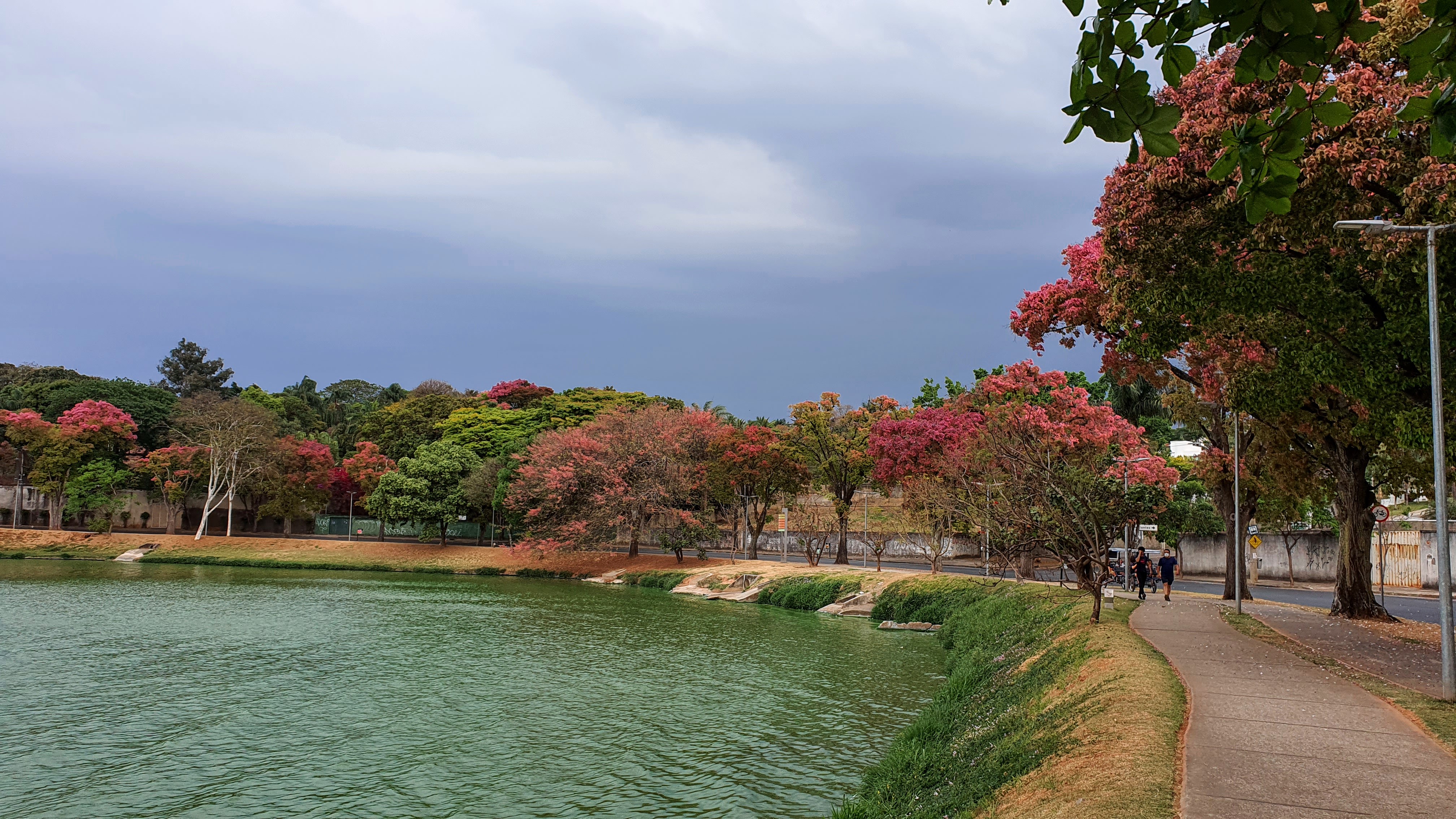 Sapucaias com suas cores róseas na primavera.