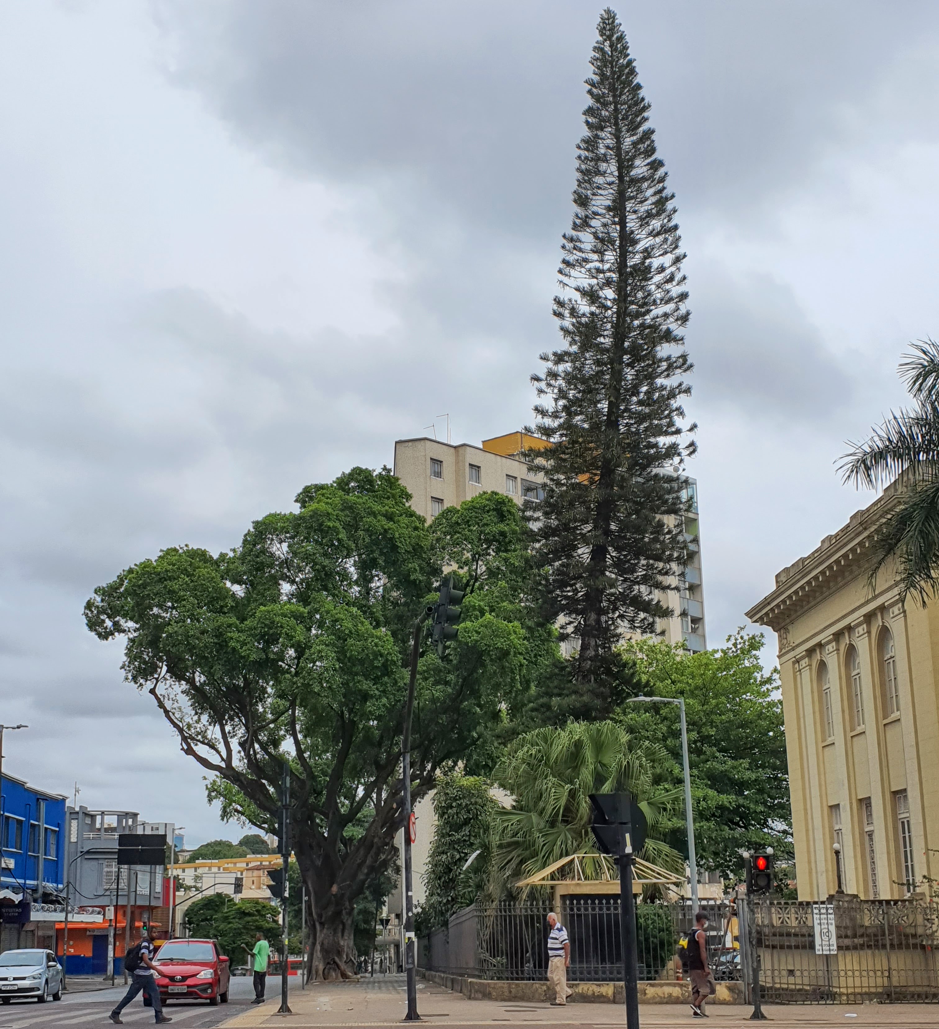 Araucária-excelsa na área central de BH, junto da Praça da rodoviária. Reparem como tendem a ficar ligeiramente curvos, devido ao vento que os atingem no alto.