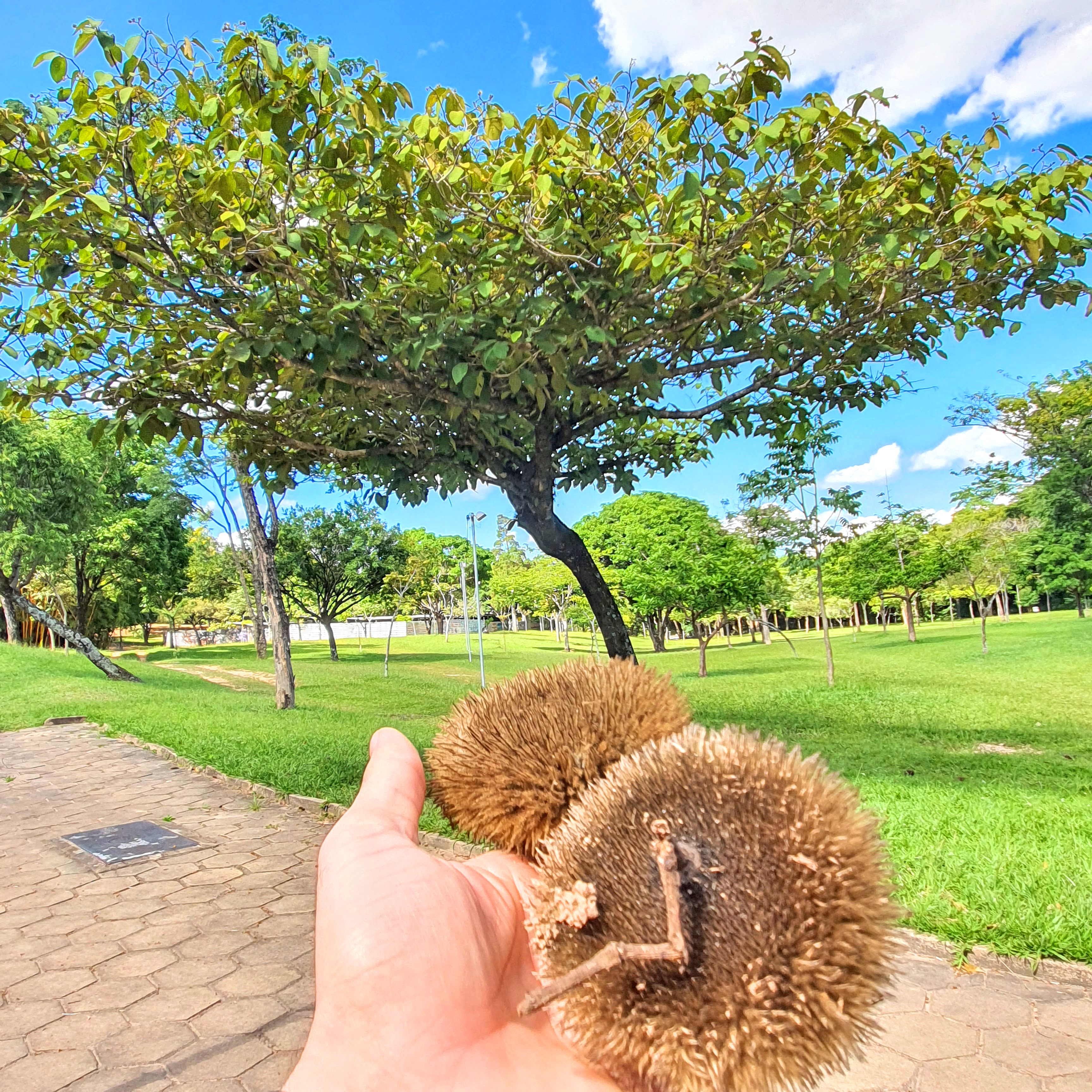 Fruto da escova-de-macaco.