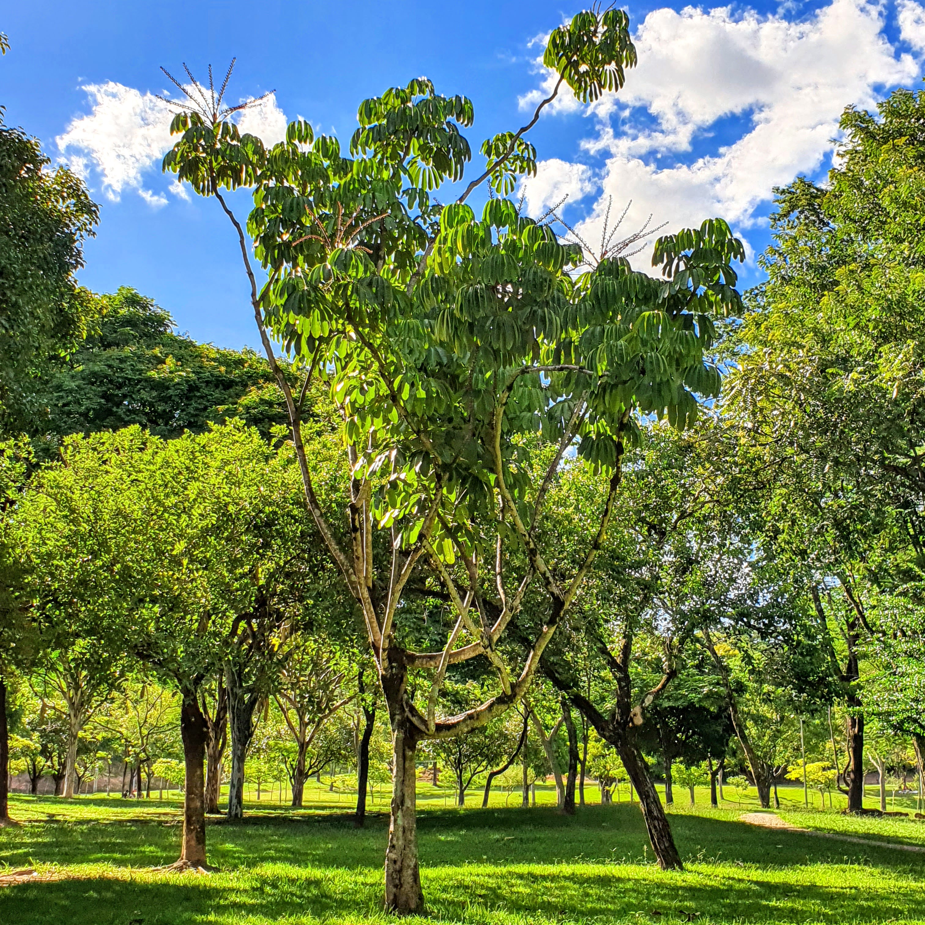 Cheflera-arbórea em parque.