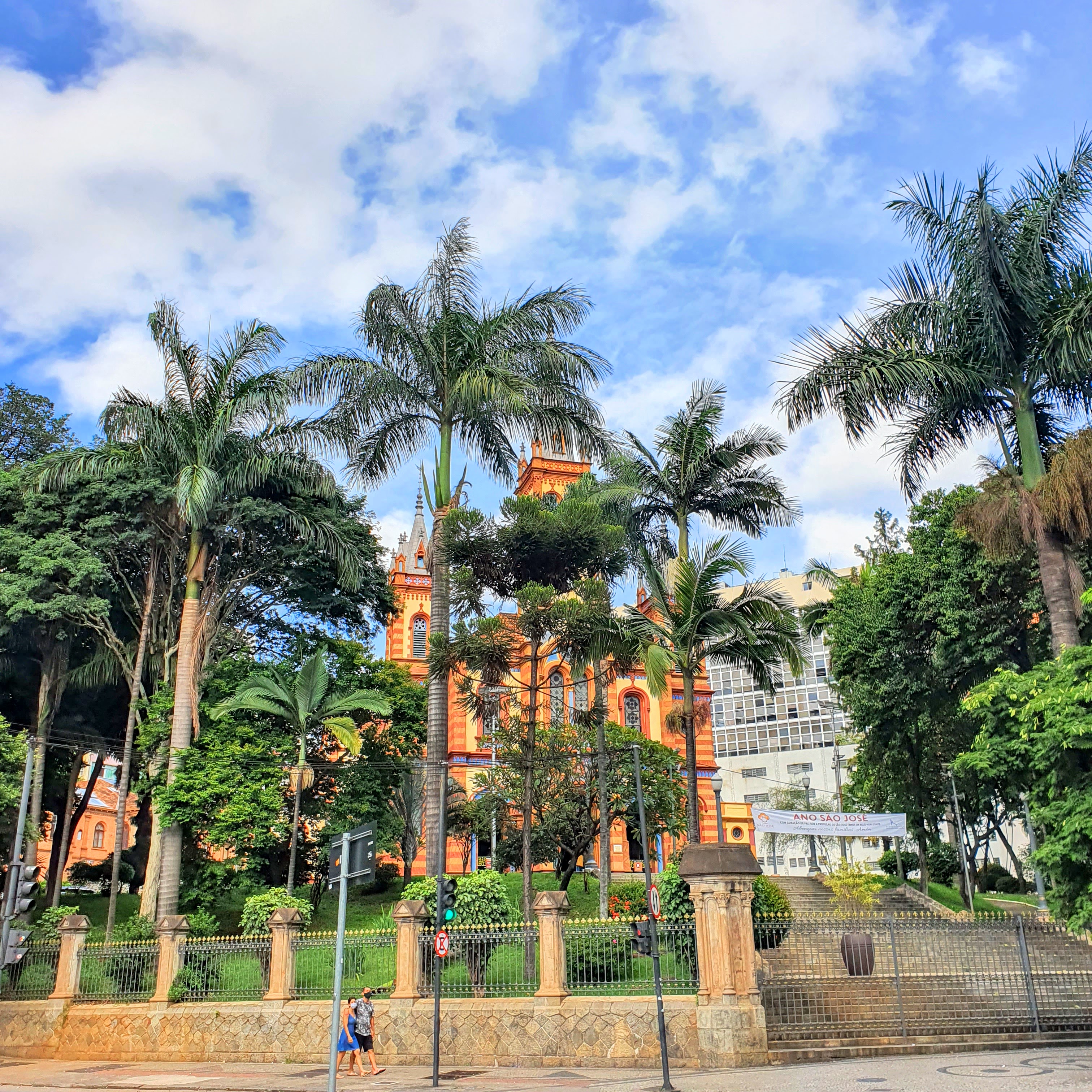 Pinheiro-do-paraná em jardim.