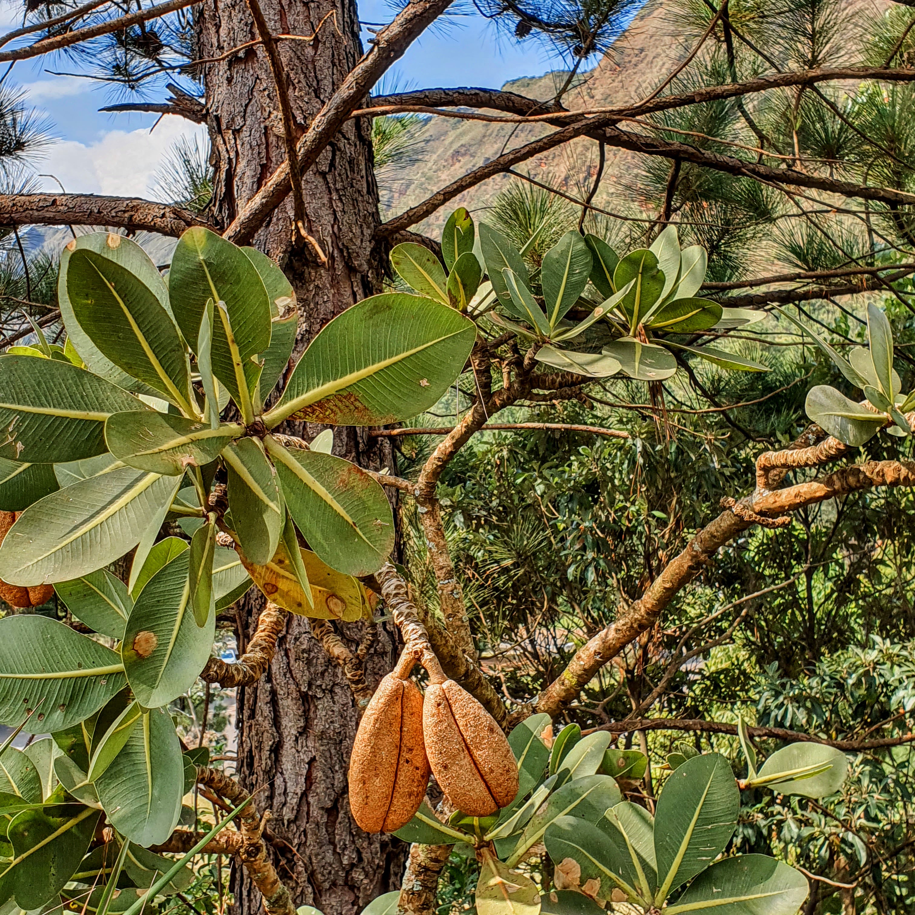 Folhas, frutos e um pinus ao fundo.