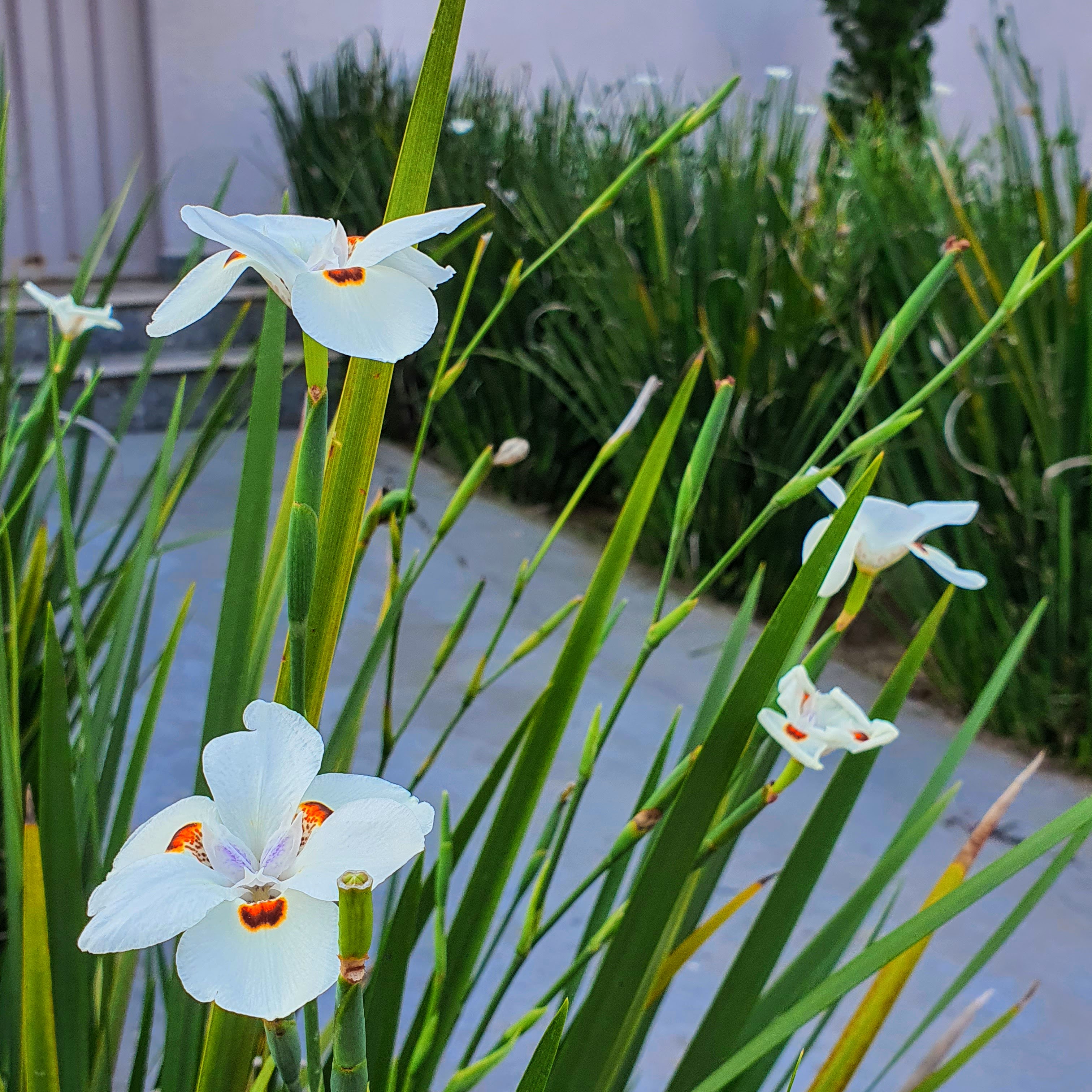 Flores da moreia-bicolor.