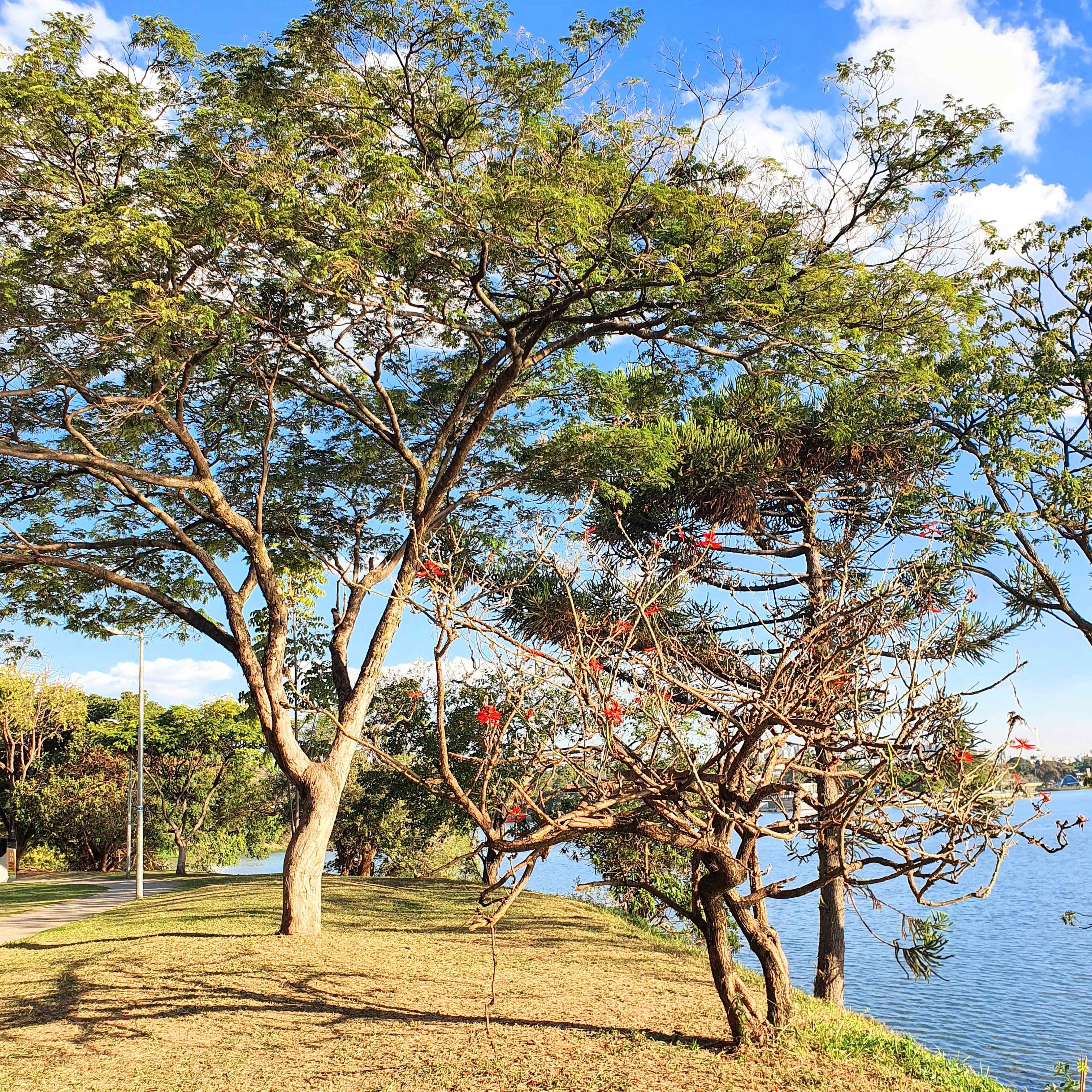 Suinã na orla da Lagoa da Pampulha.