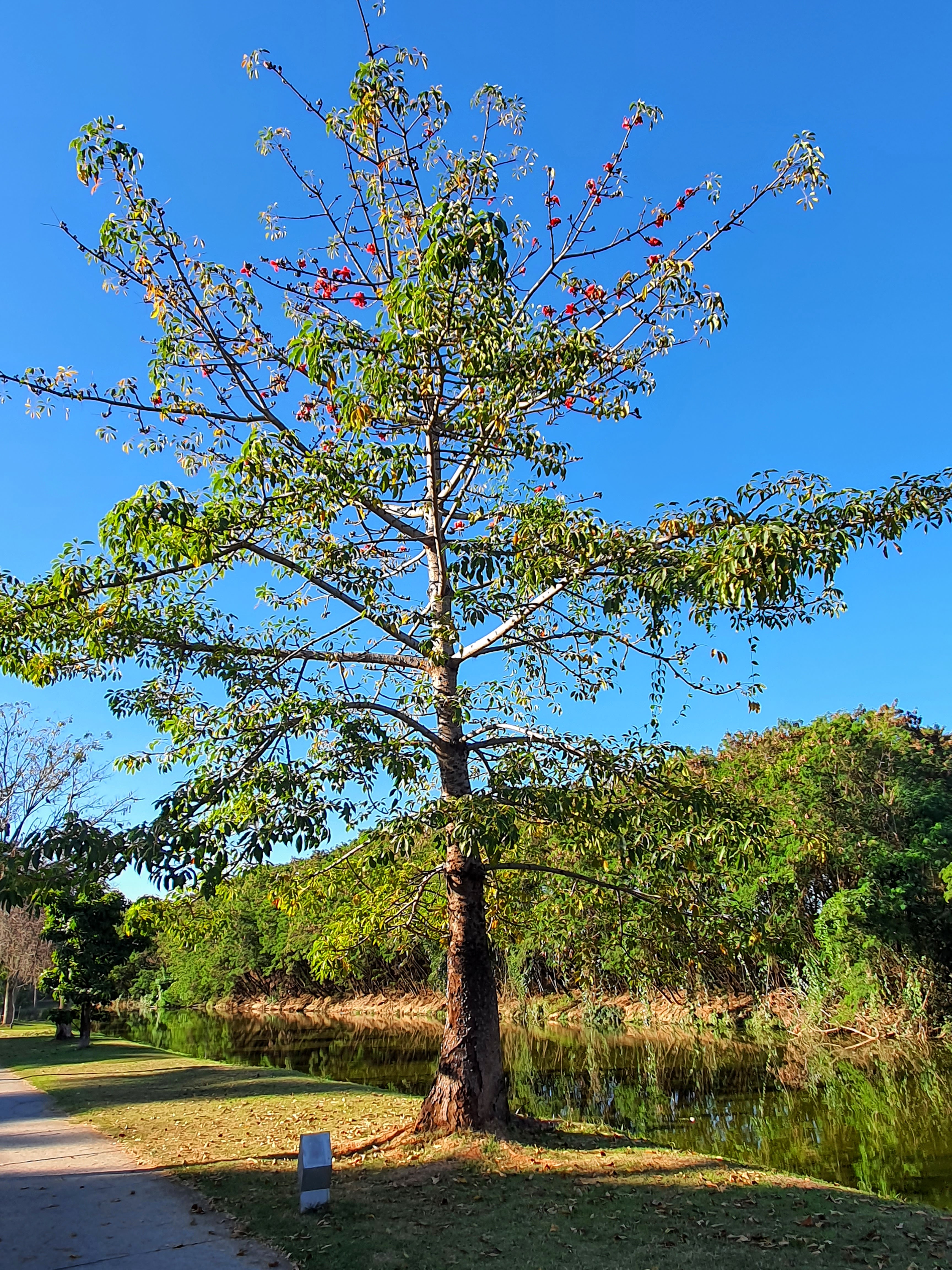 Paineira-vermelha-da-índia.