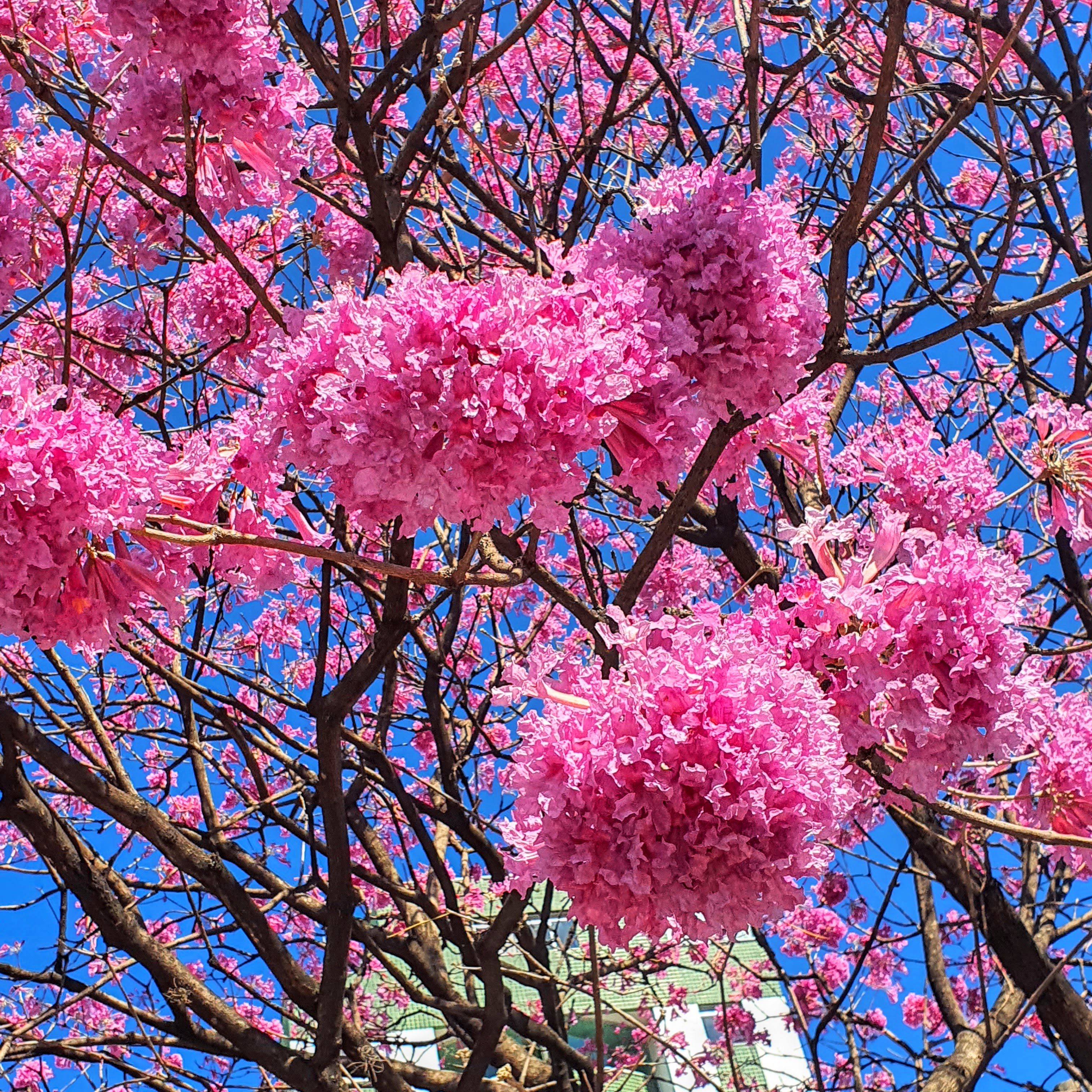 Flores em pompom do ipê-roxo-de-bola.