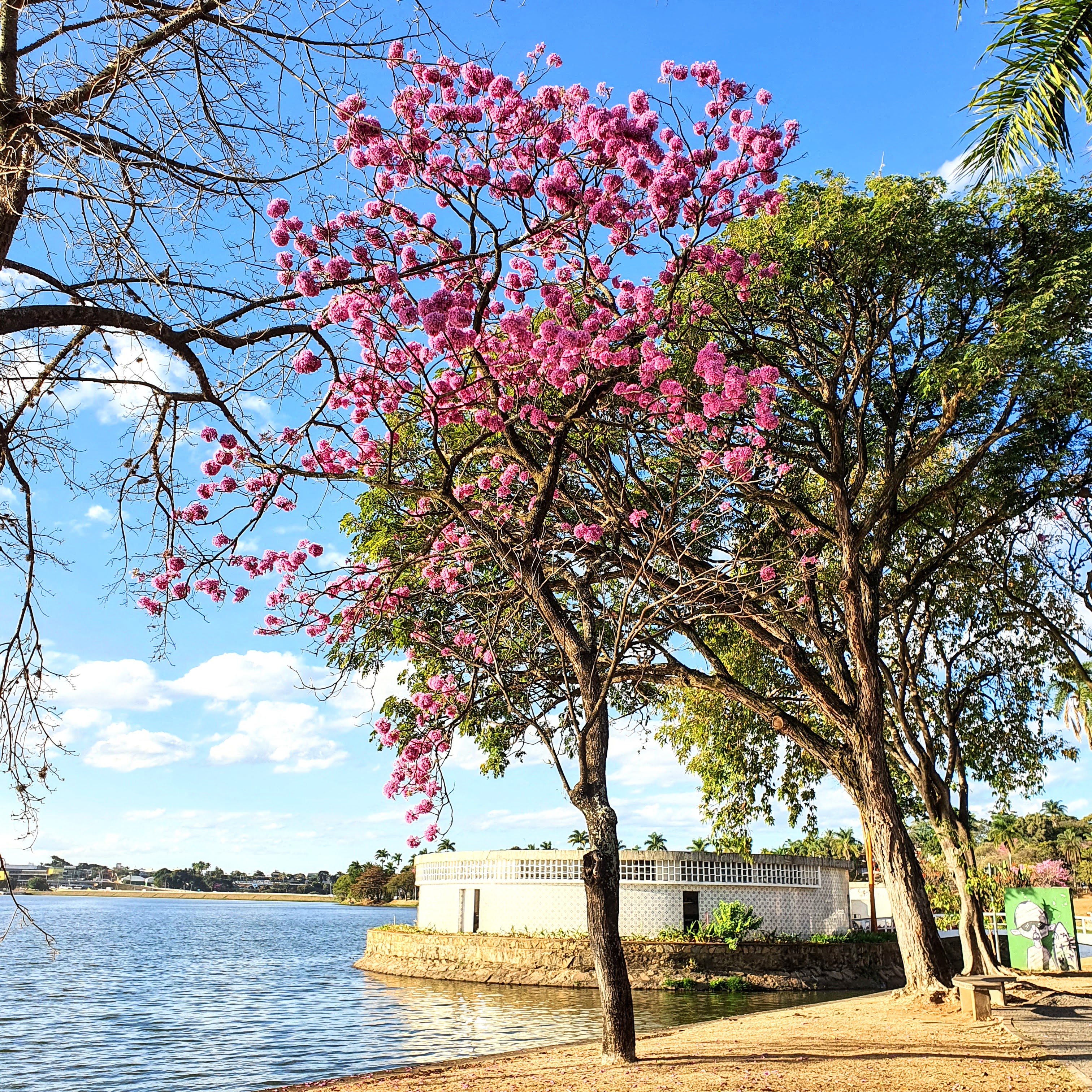 Ipê-roxo-de-bola florido.