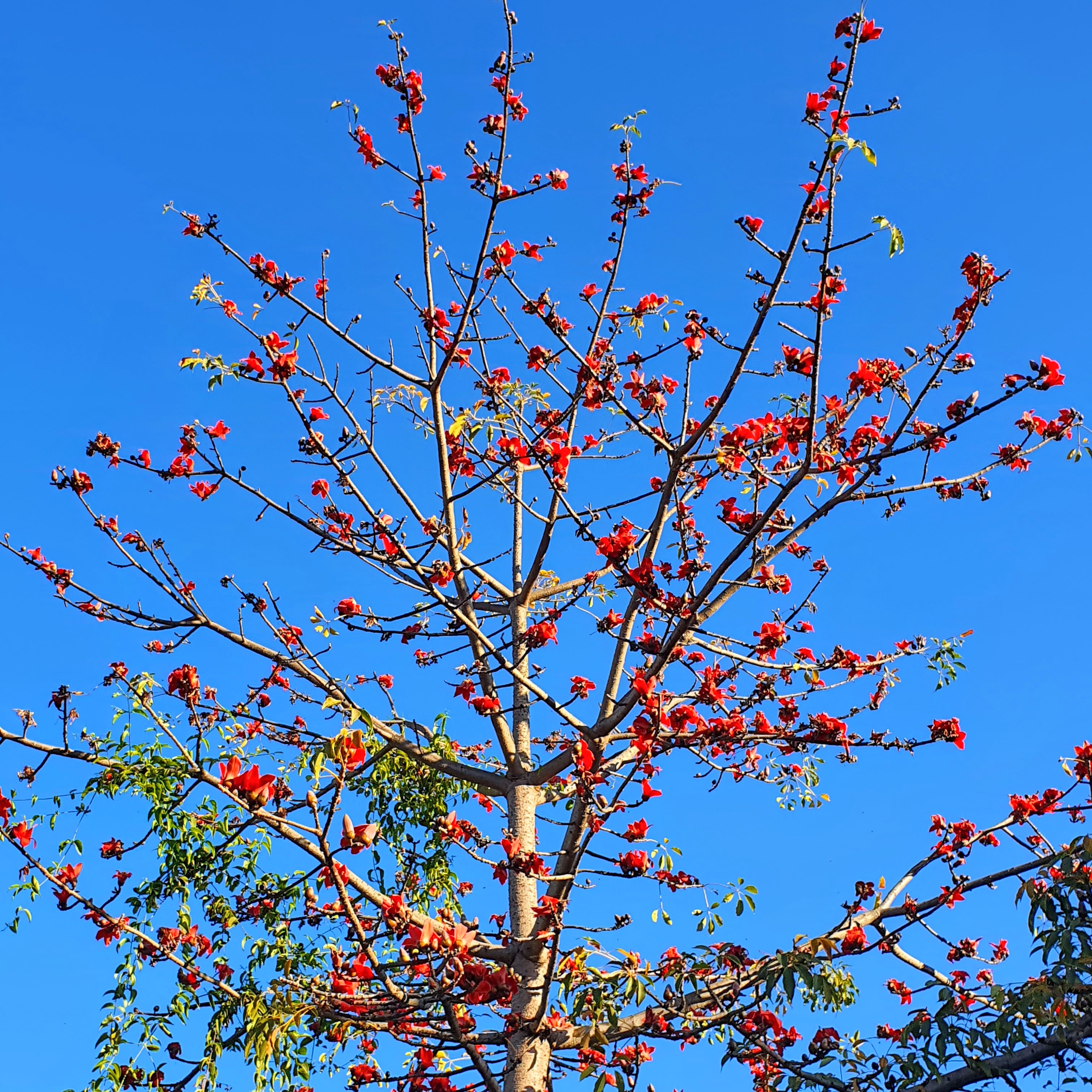 Copa de inverno da paineira-vermelha-da-índia.