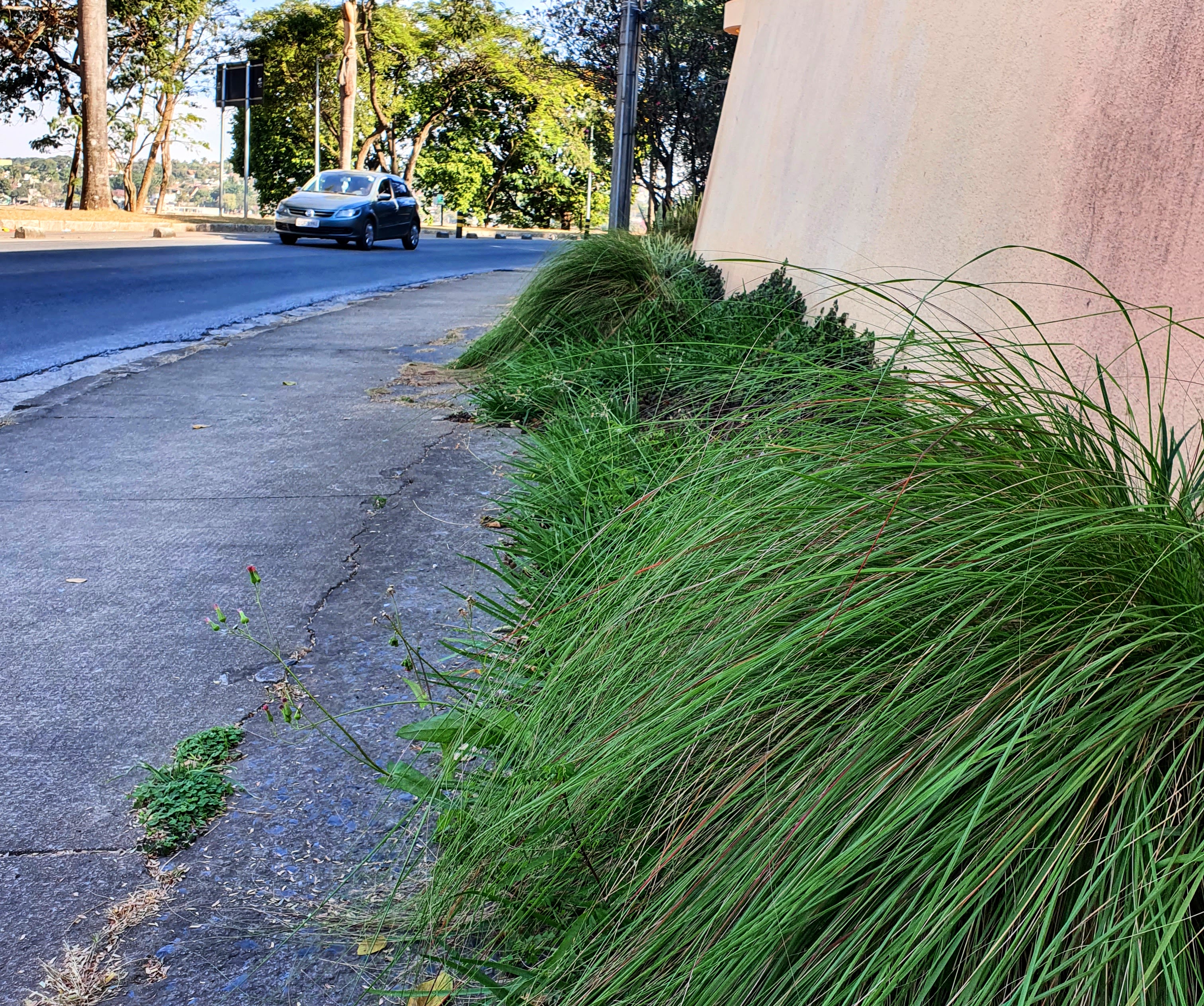 Maciço de capim-chorão.