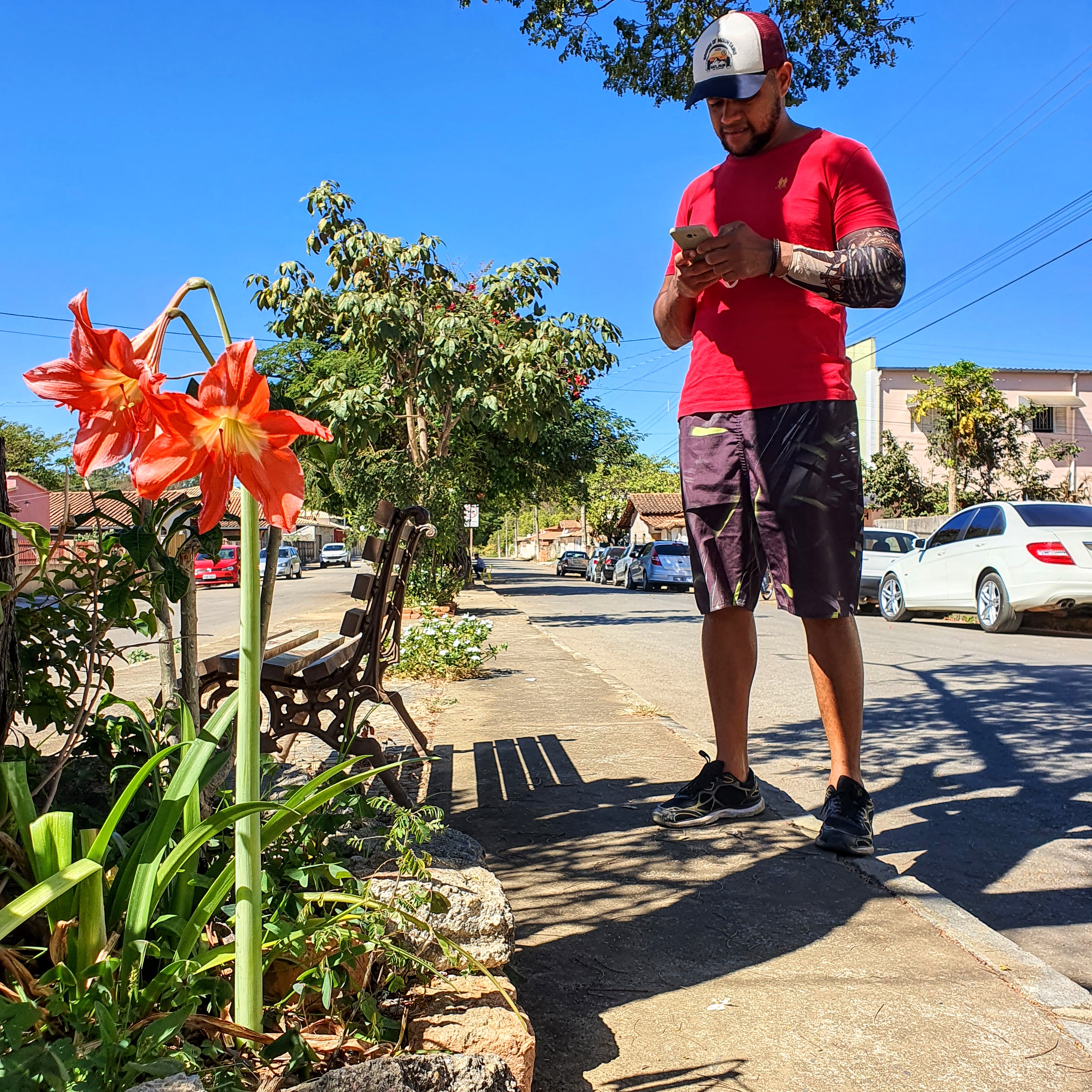 Acuçenas plantadas na rua.