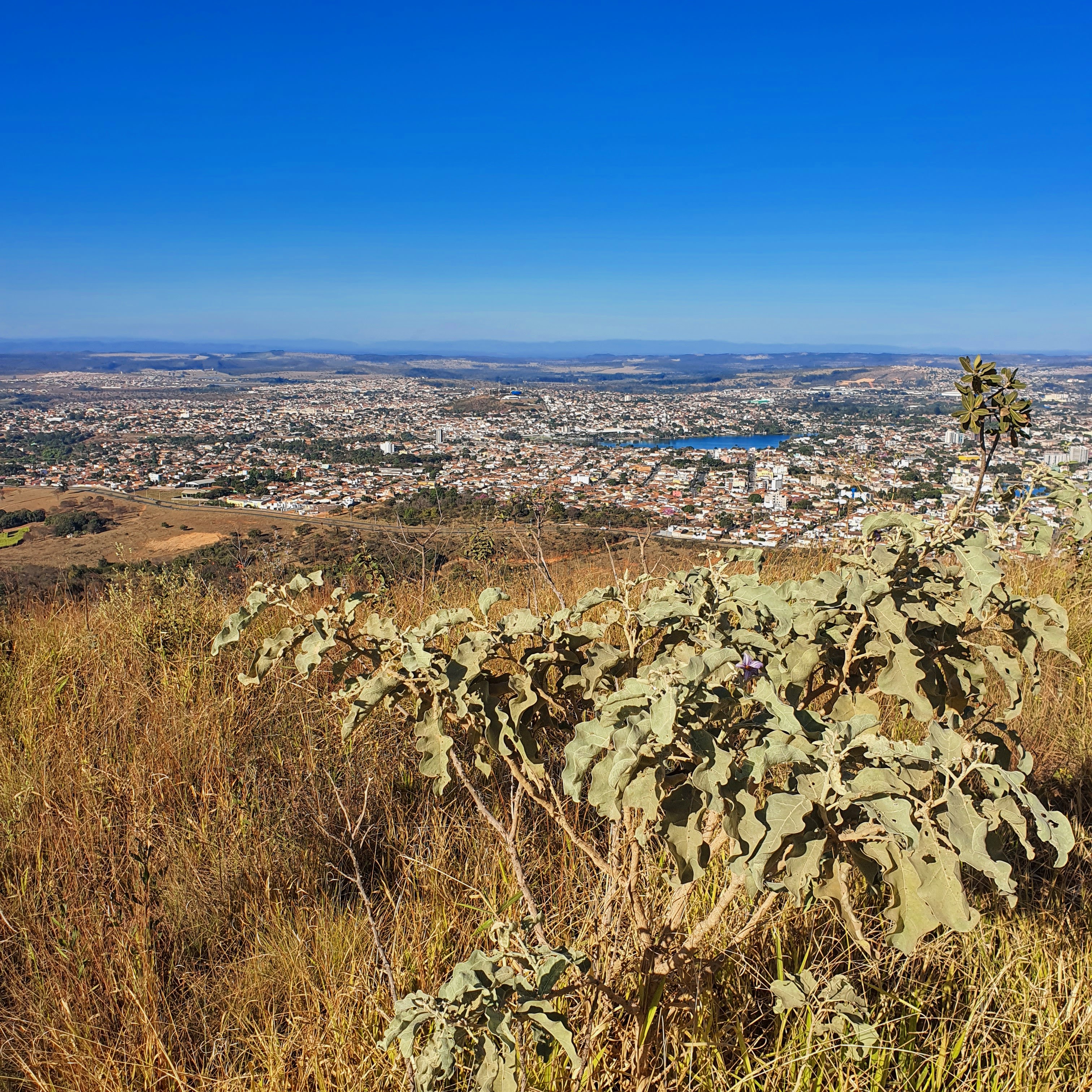 Lobeira em ambiente natural, na Serra de Santa Helena, com a cidade de Sete Lagoas ao fundo.