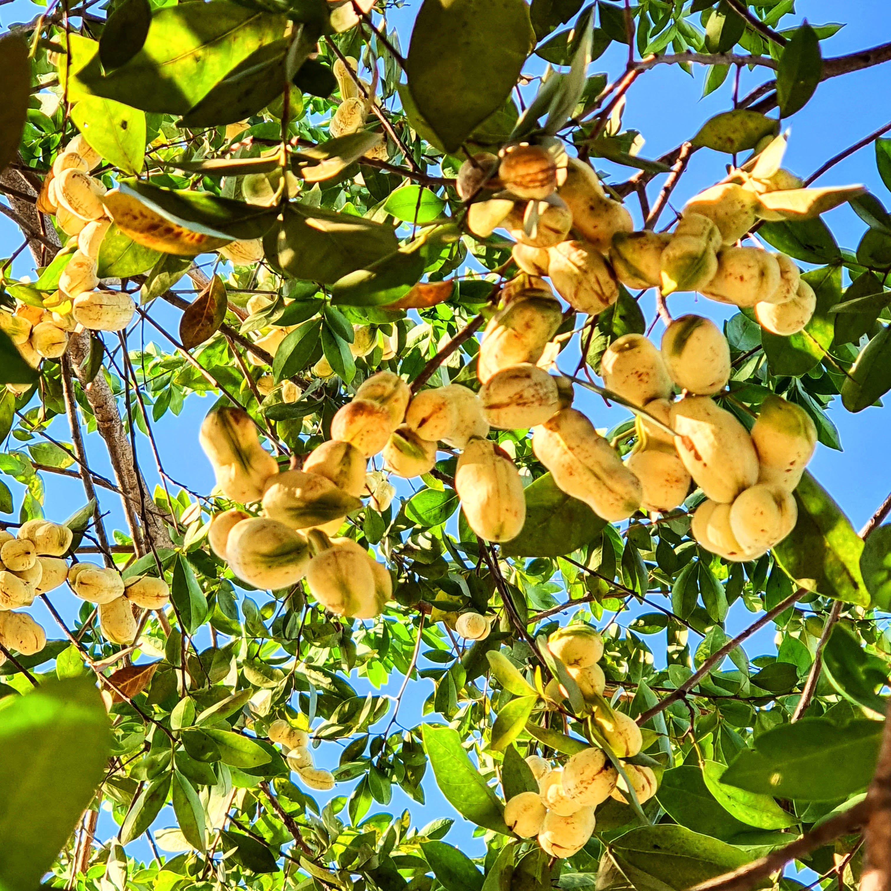 Frutos fotogênicos e curiosos do ingá-amendoim, amarelinhos.