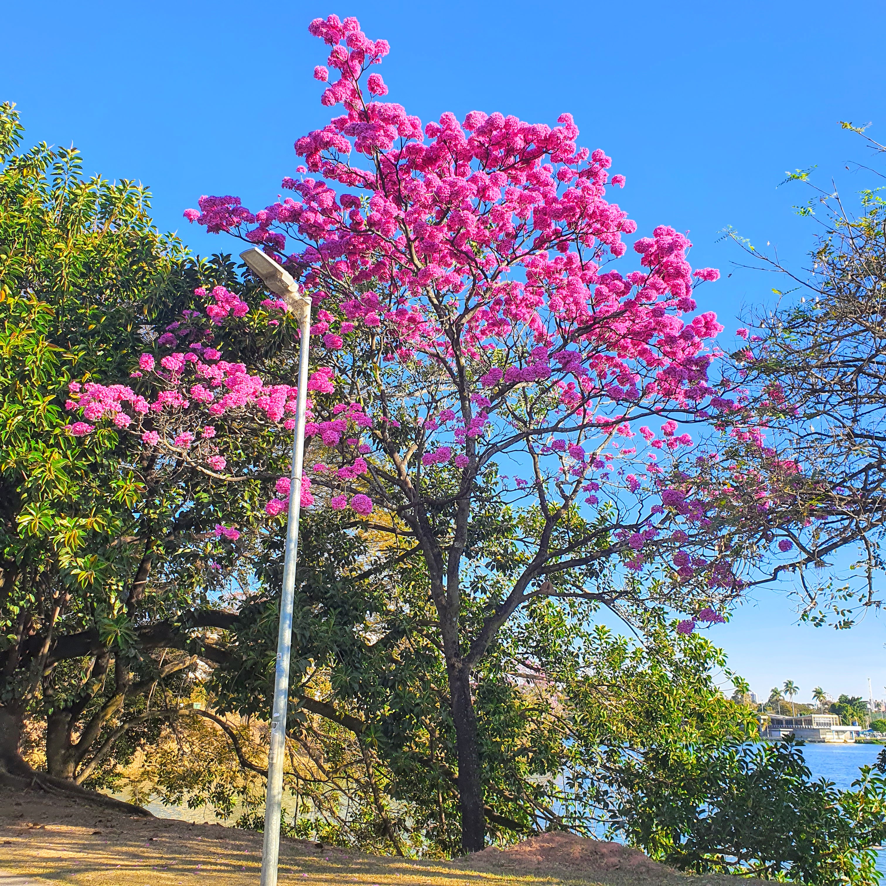 Ipê-roxo-de-bola florido.