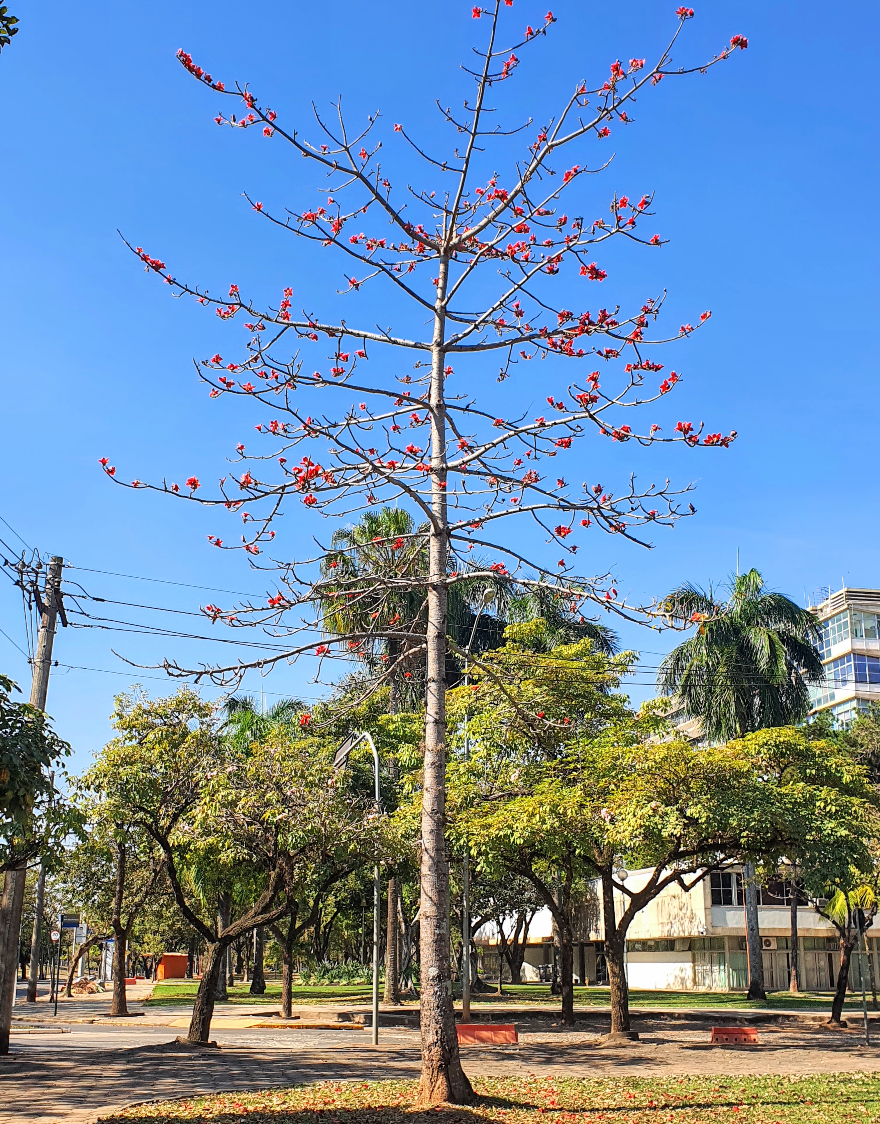 Paineira-vermelha-da-índia florida.