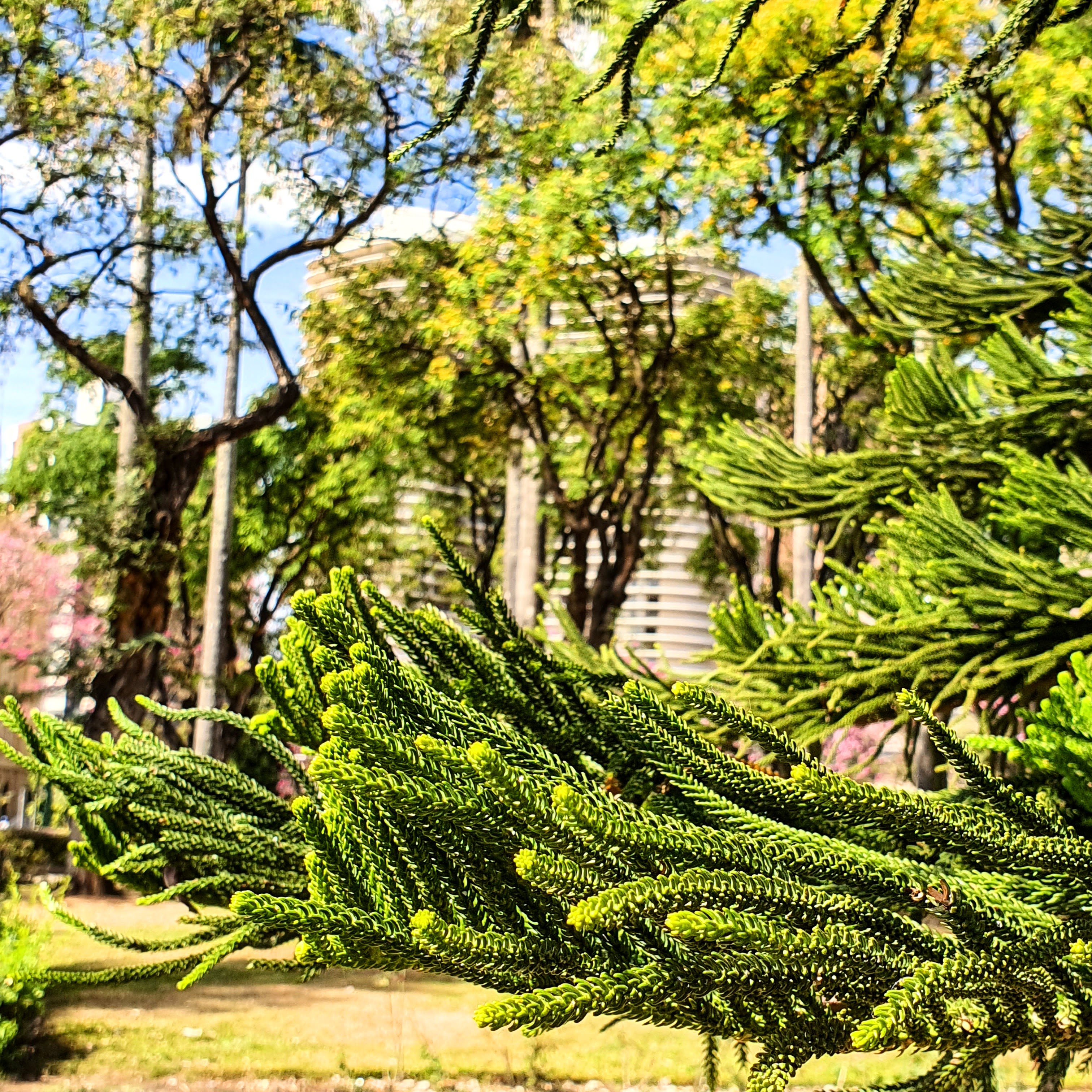 Detalhe das folhas de pinheiro-do-paraná presente na praça da Liberdade.