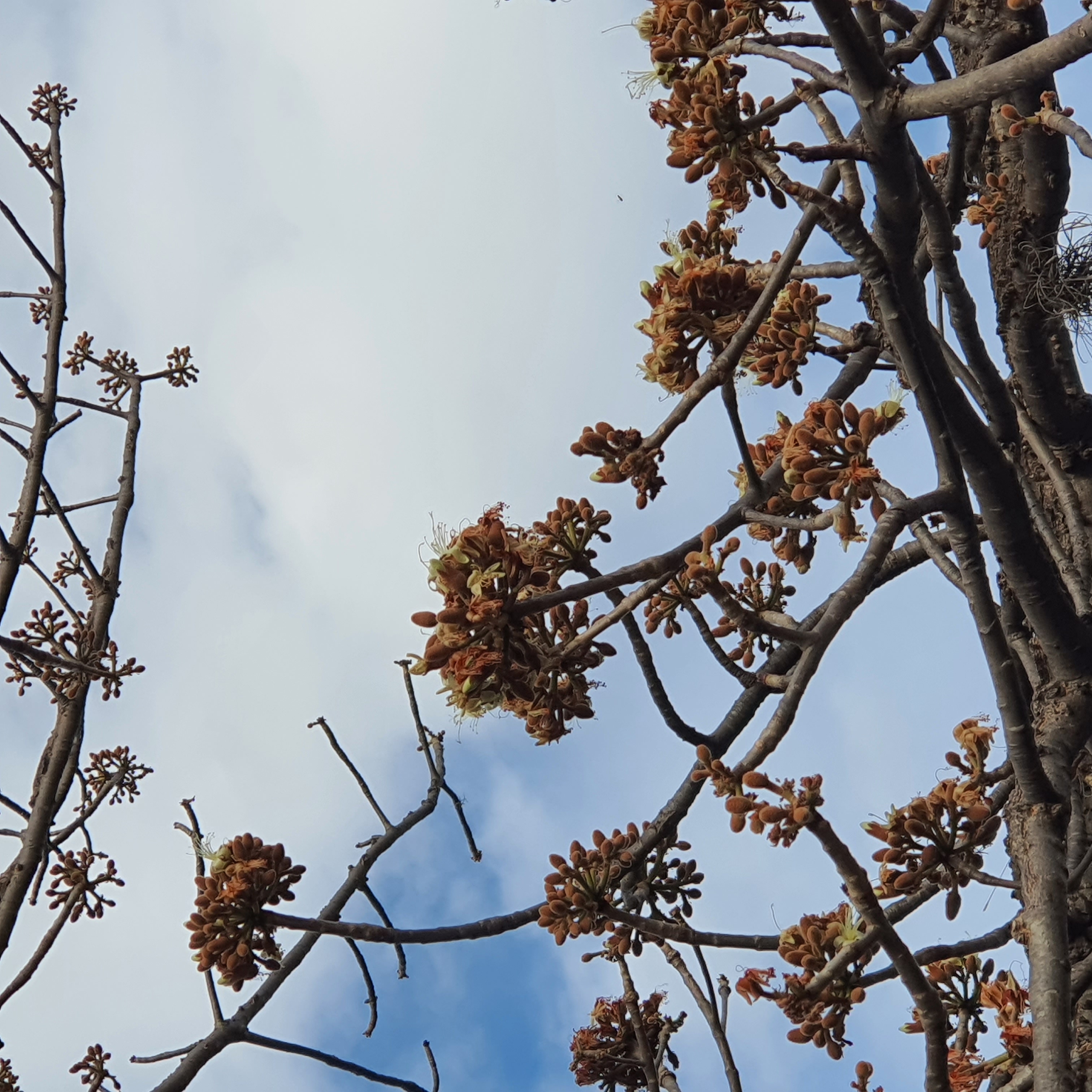 Flores da paineira-do-cerrado.