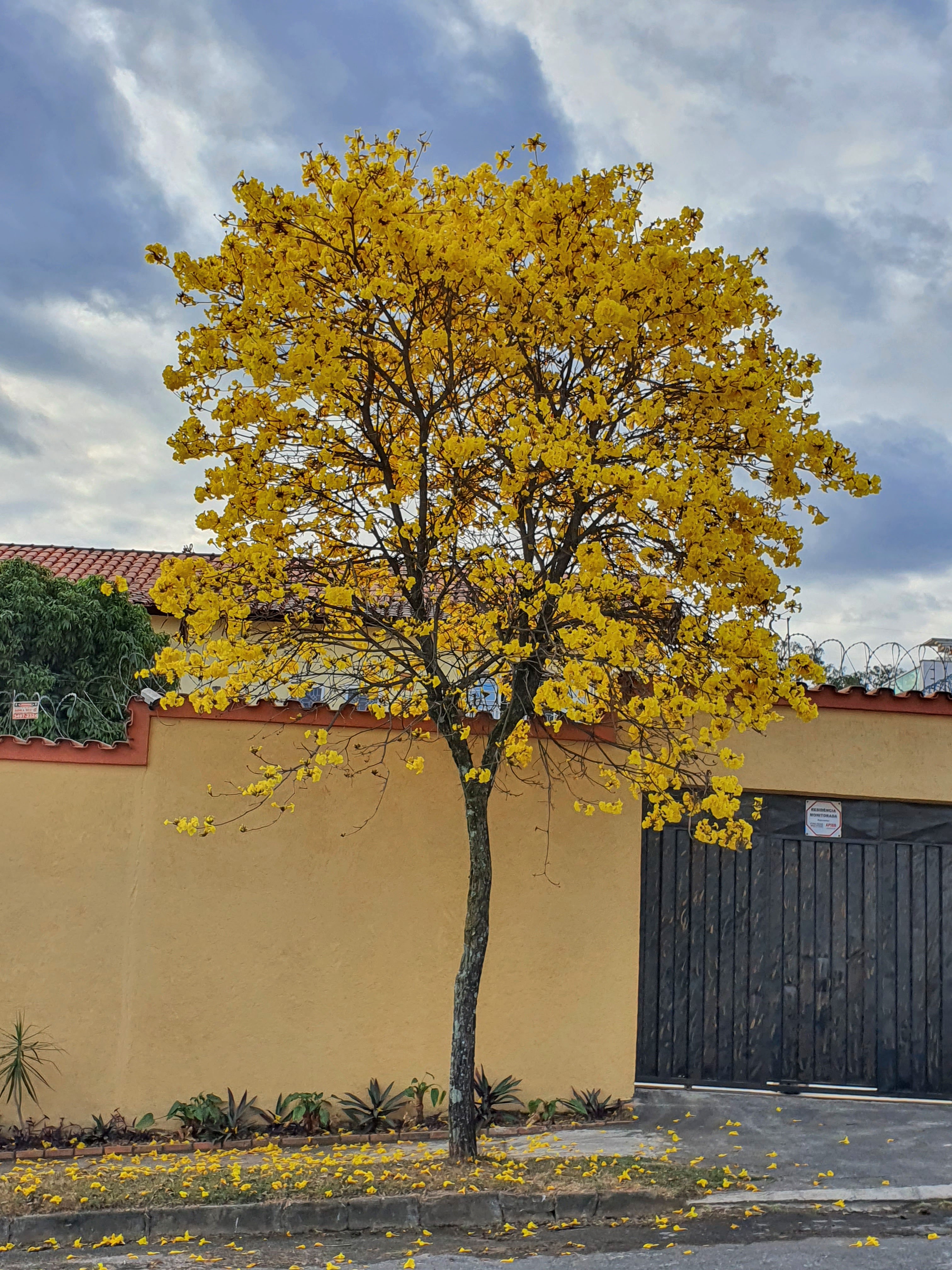 Ipê-amarelo florido.