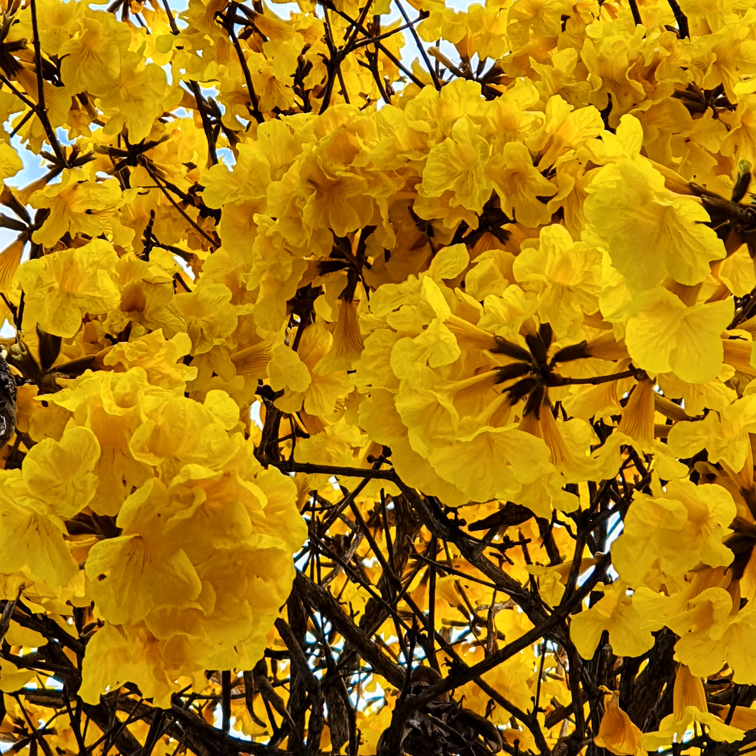 Inflorescências do ipê-amarelo.