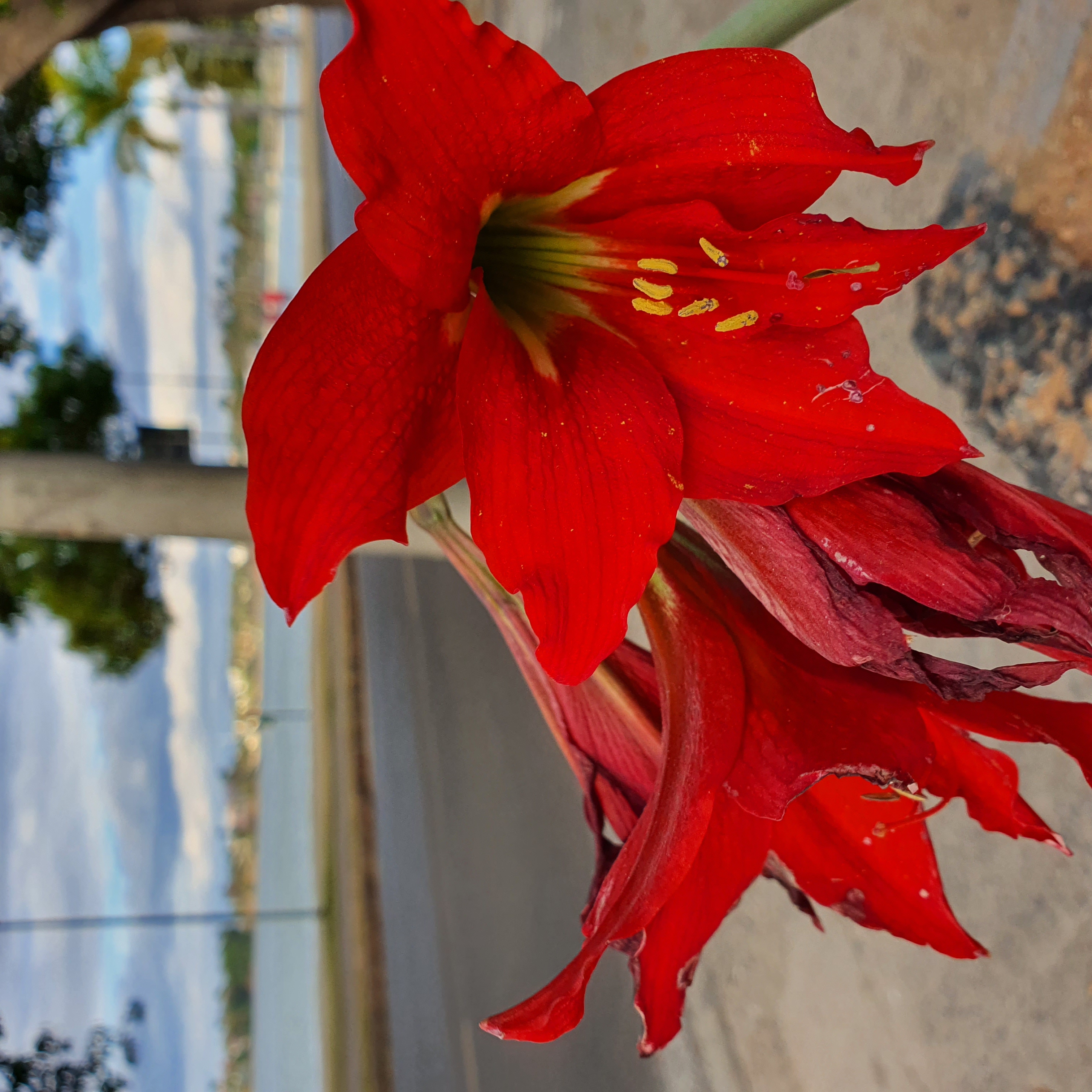 Flor da acuçena-vinho.