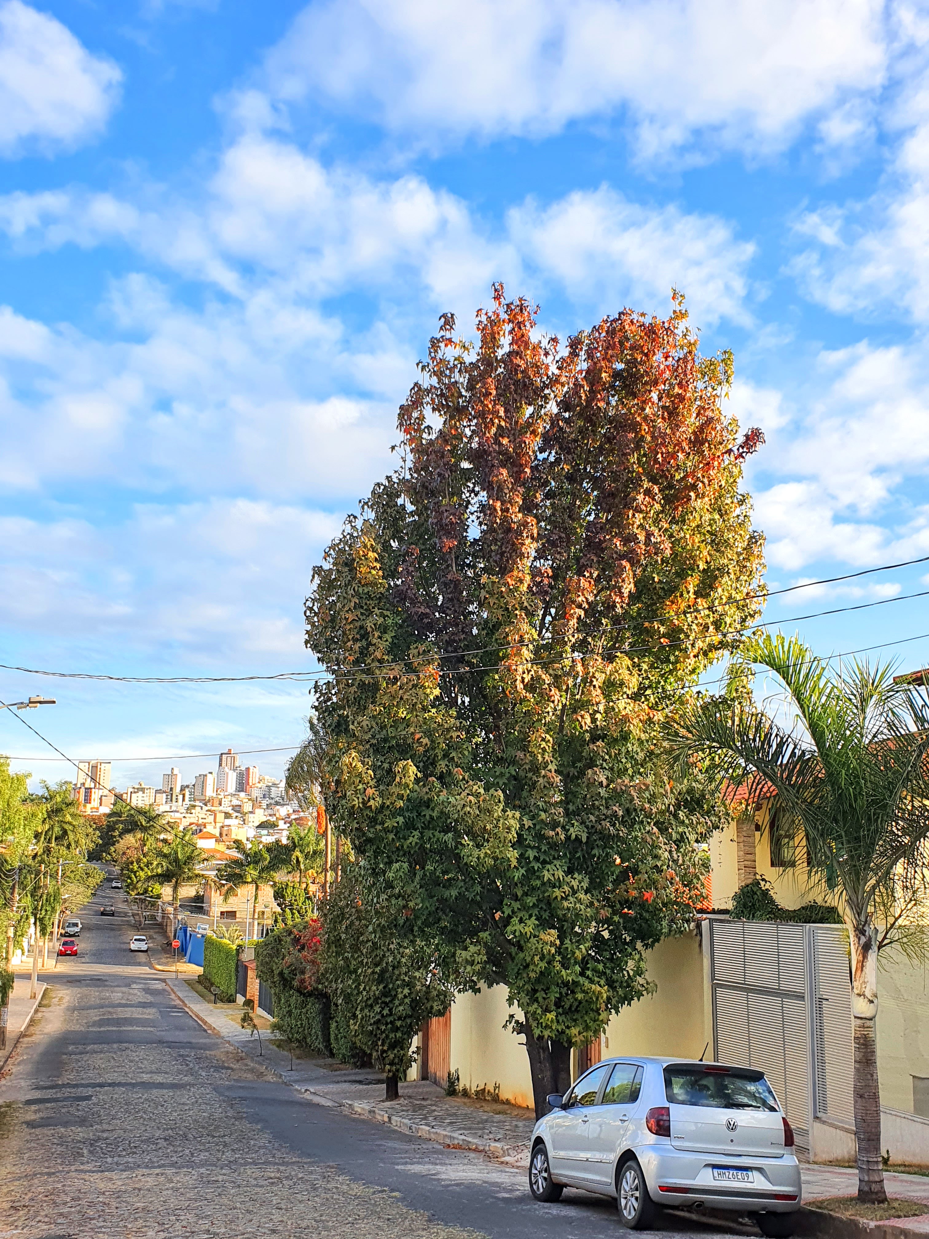 Liquidâmbar no bairro São Luiz (BH) durante o inverno. A árvore começa a mudar de cor na cidade, mas não completa seu ciclo natural.