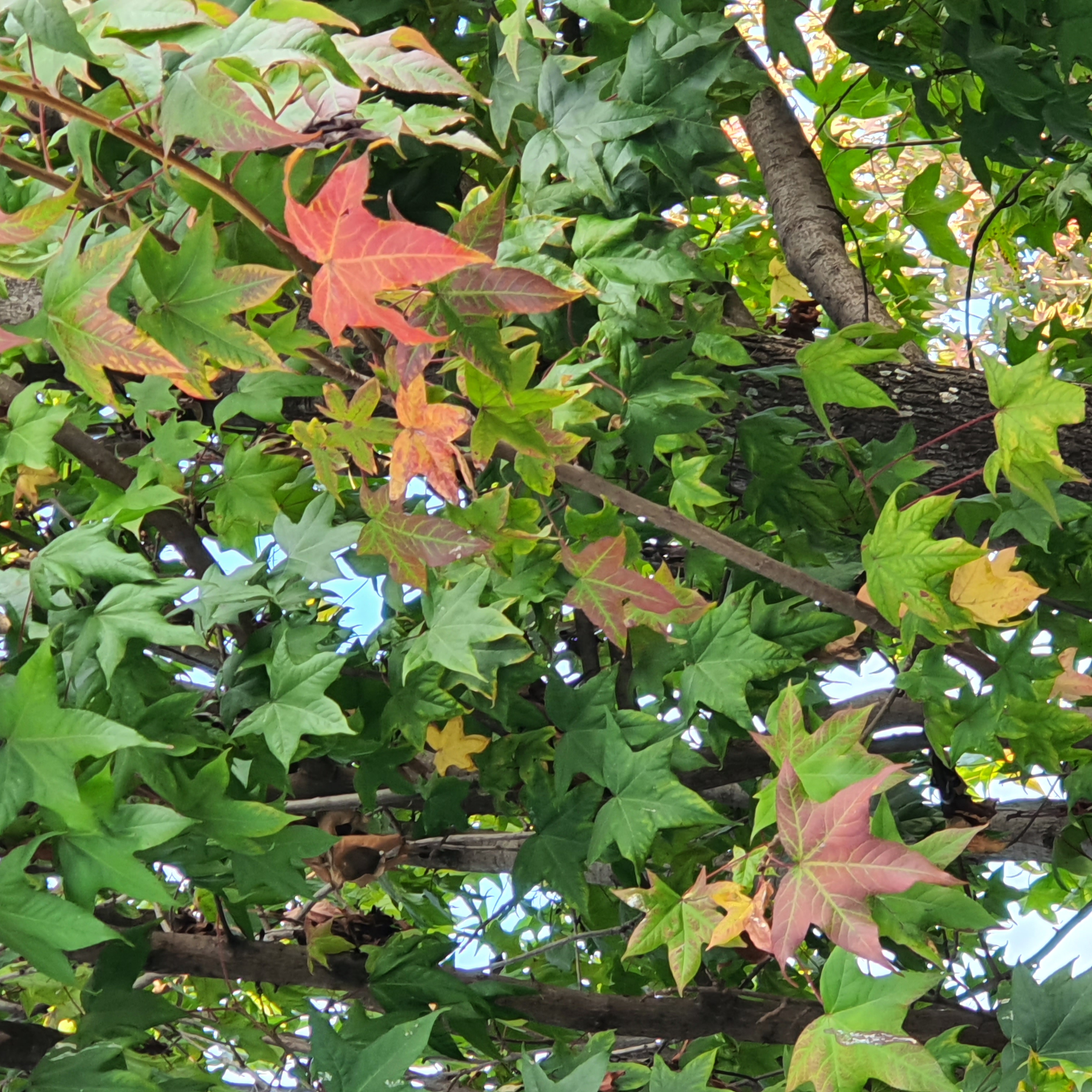 Folhas coloridas do liquidâmbar, em início de transformação outonal, que não se completa no clima de BH.