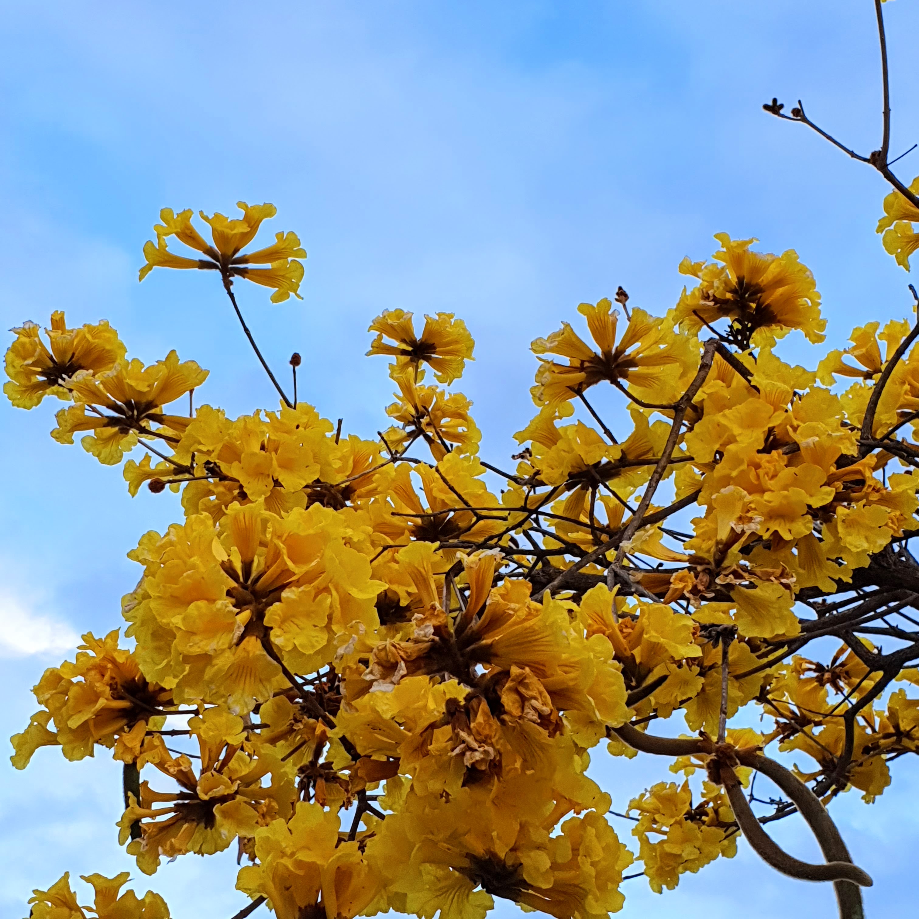 Inflorescências do ipê-amarelo.