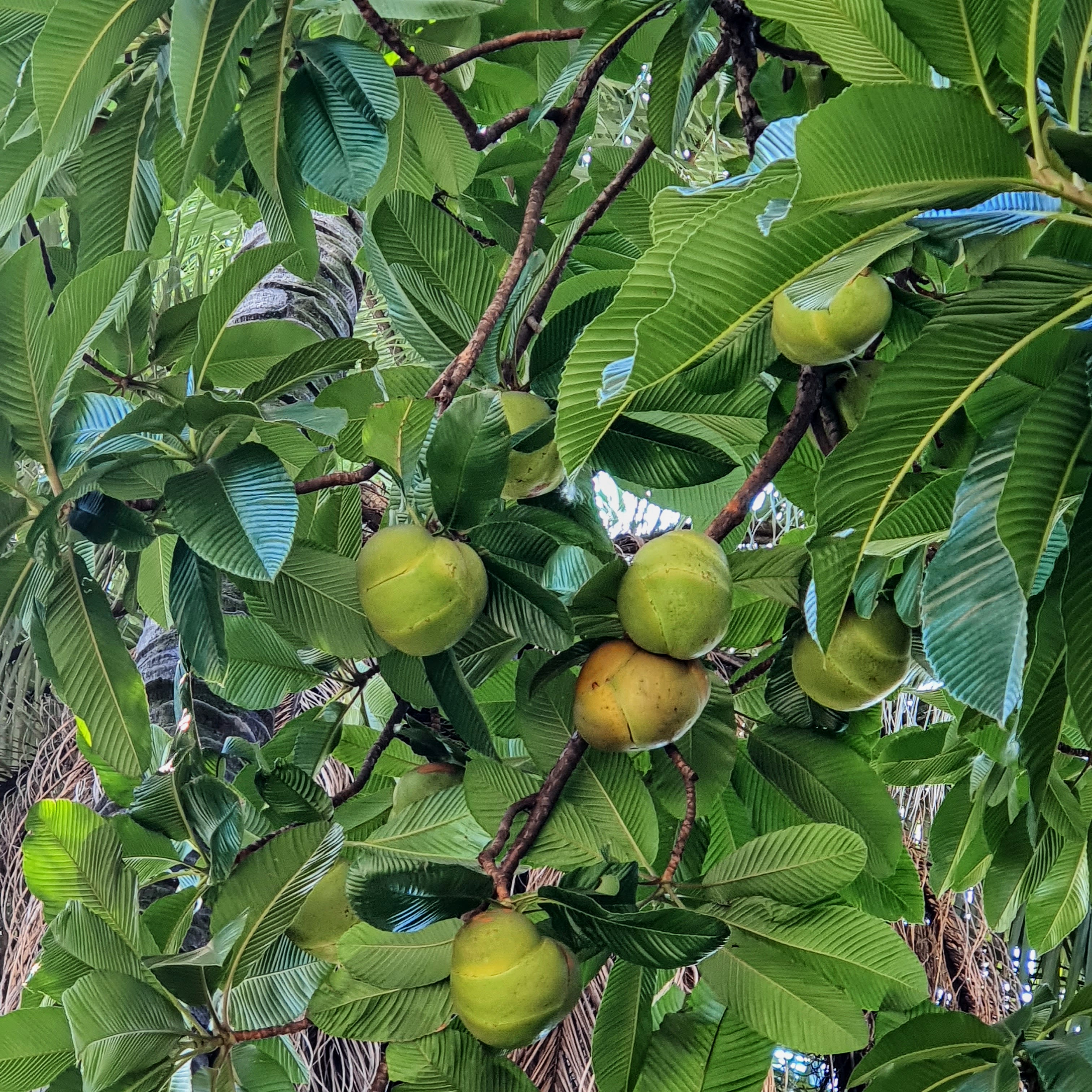 Detalhe dos frutos imaturos.