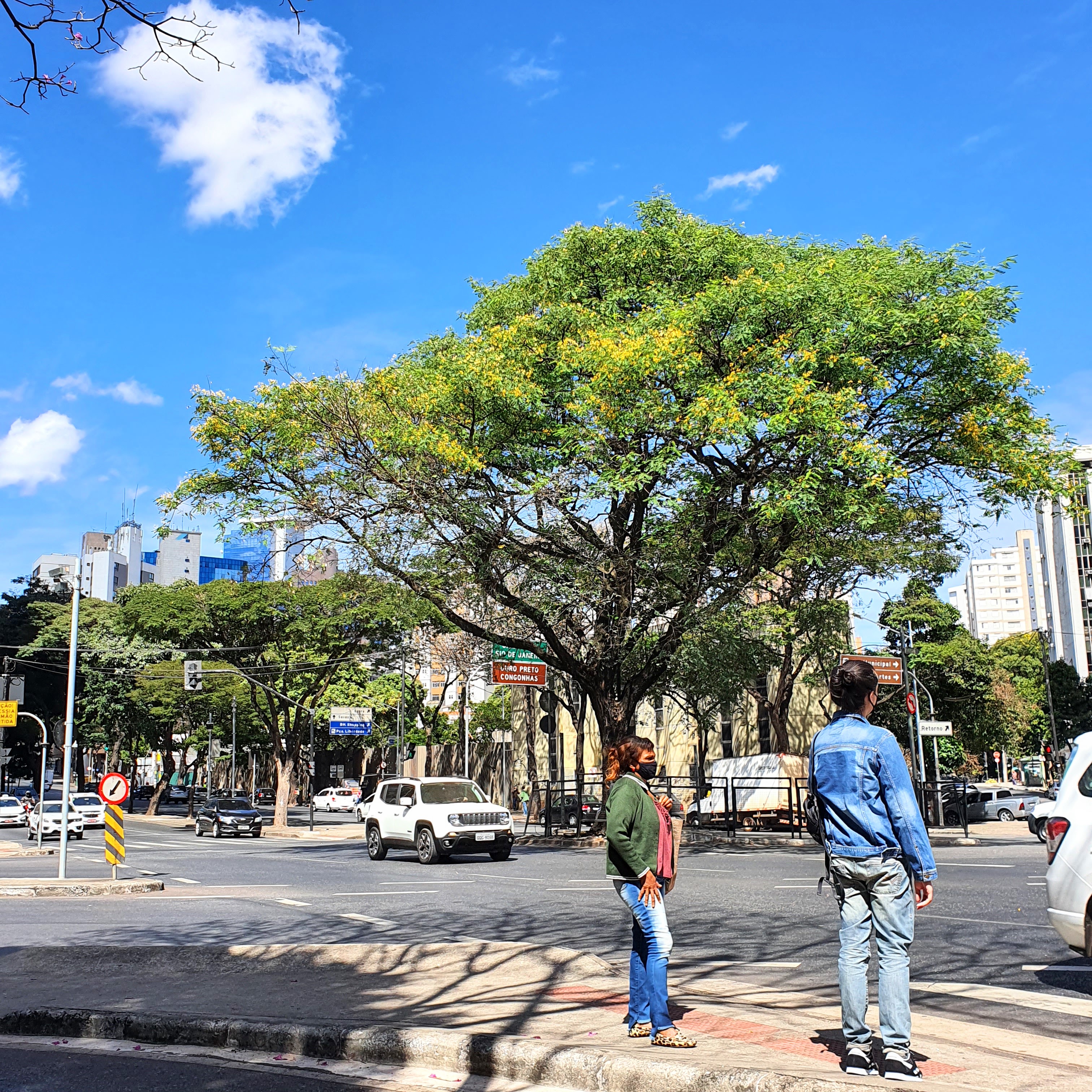 Tipuana no centro de BH.