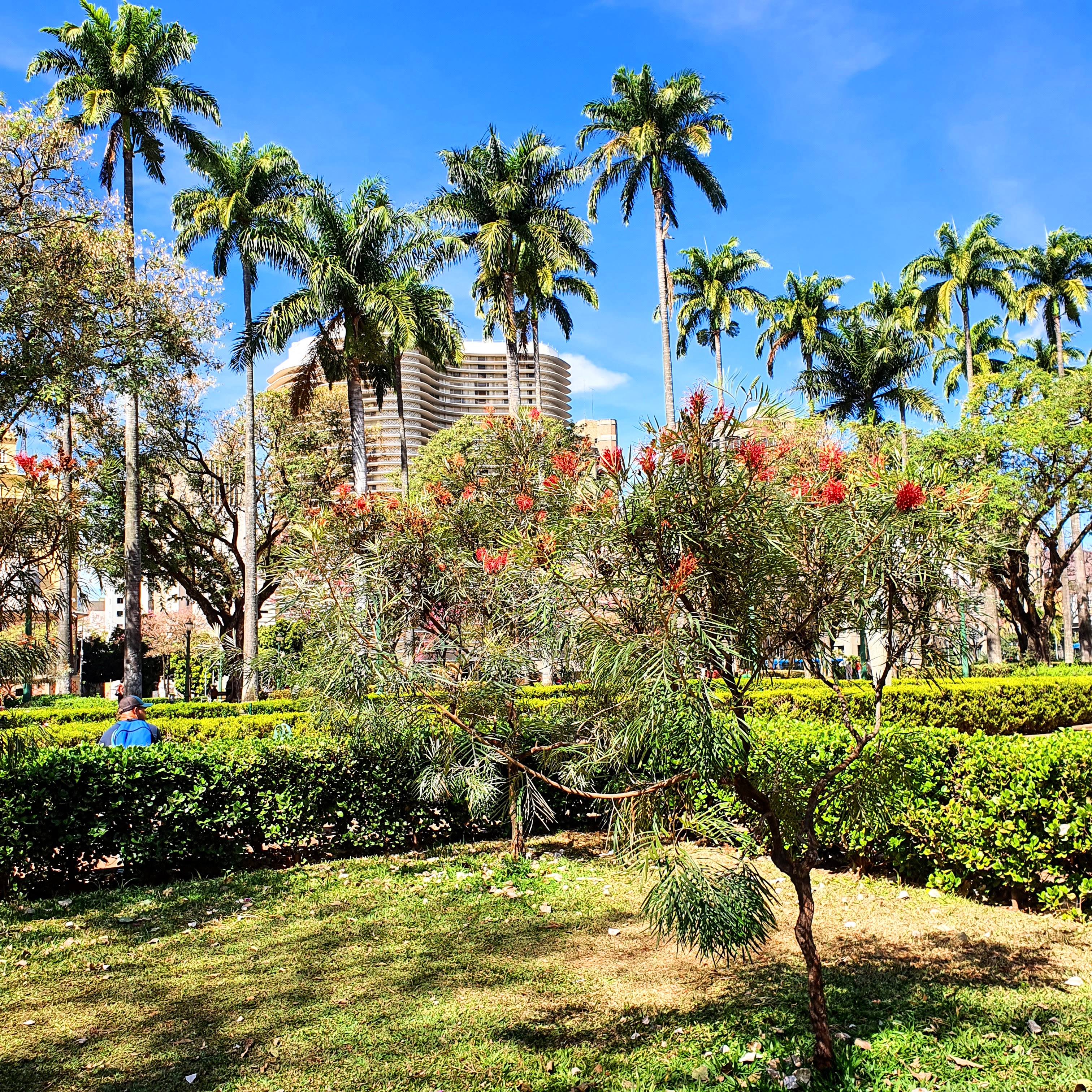 Grevílea-anã em jardim.