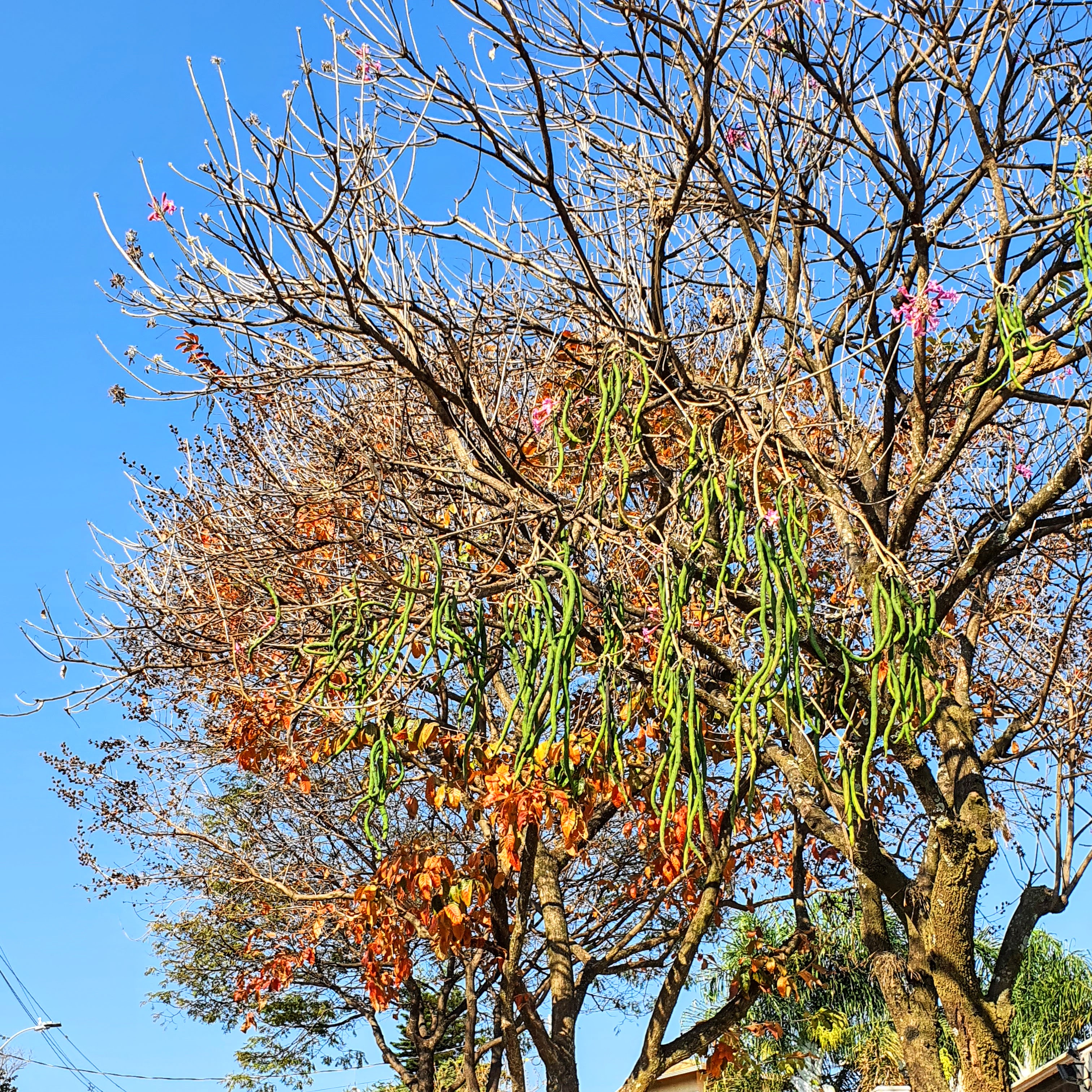 Detalhe da formação dos frutos durante o mês de julho e agosto (após a florada). 13/08/2021