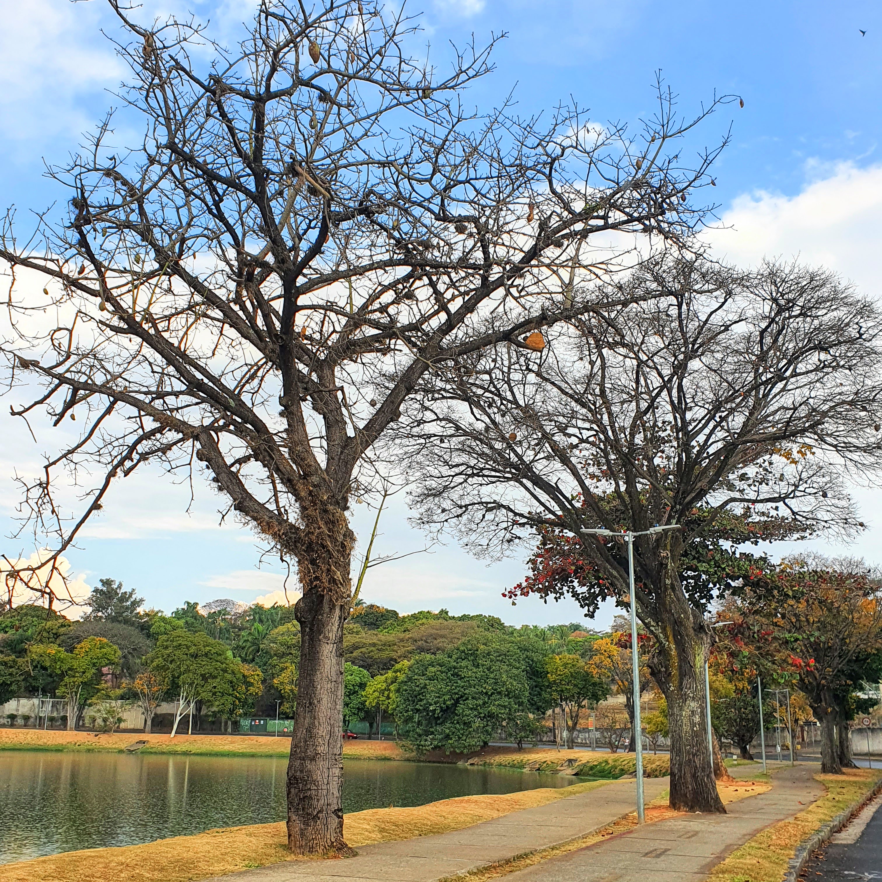 Paineiras-rosa durante o inverno na orla da Lagoa da Pampulha, quando perdem completamente a folhagem.