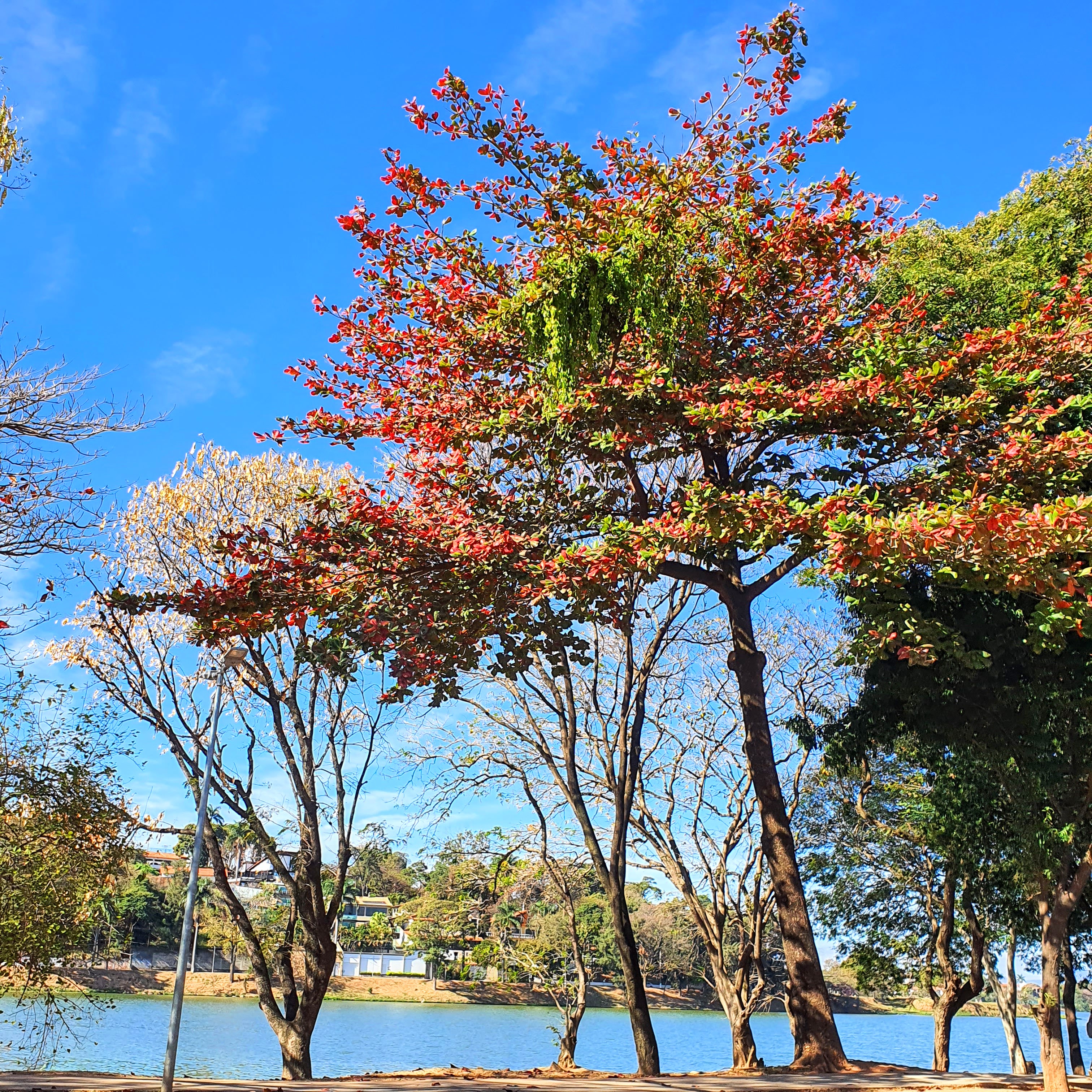 Amendoeira (Terminalia cattapa)