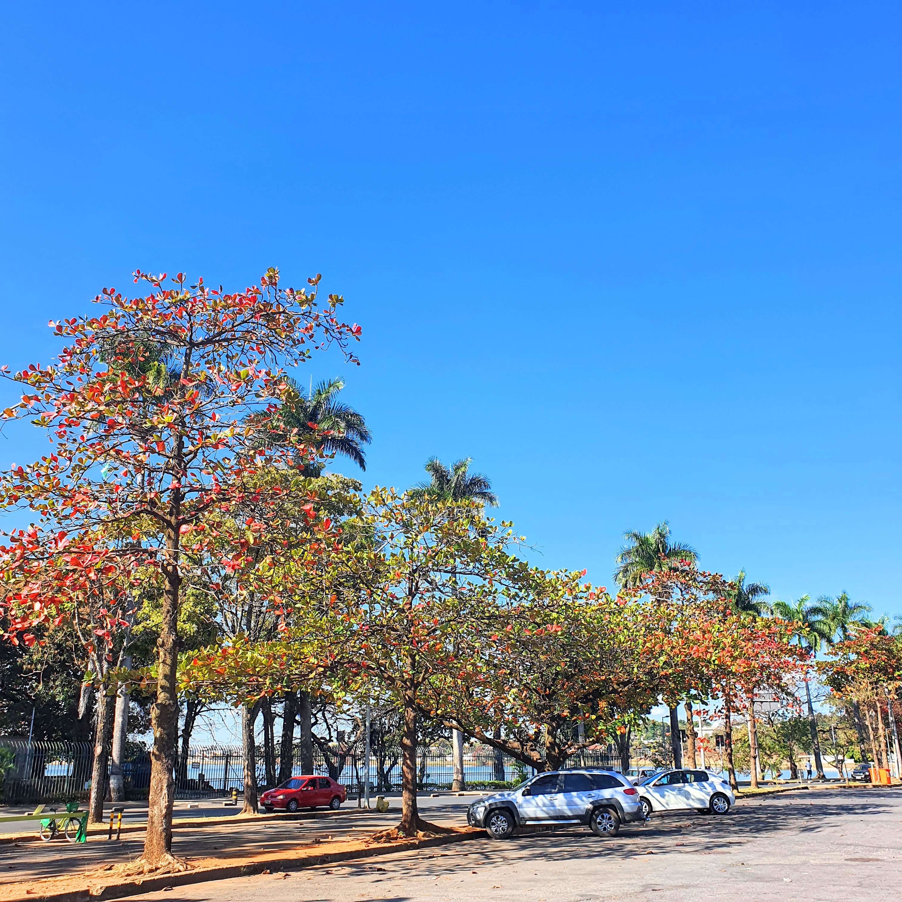 Conjuntos de amendoeiras em frente ao Iate Tênis clube.