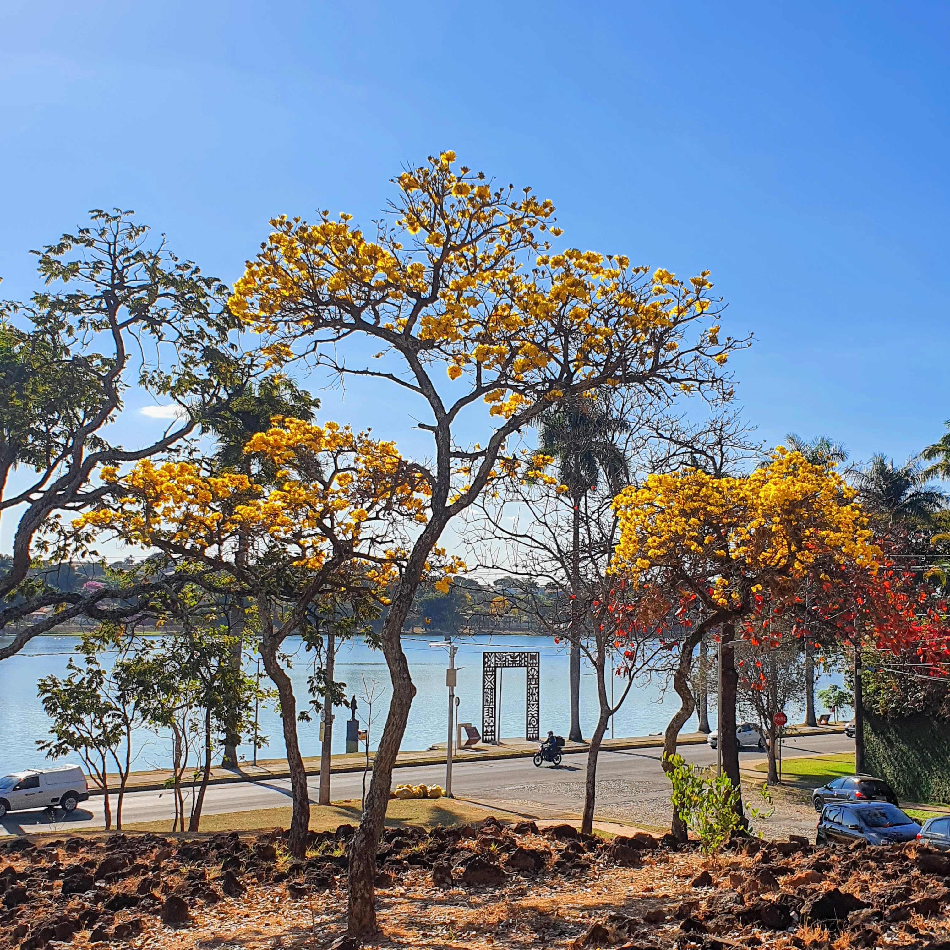 Paisagismo com ipês-do-cerrado.