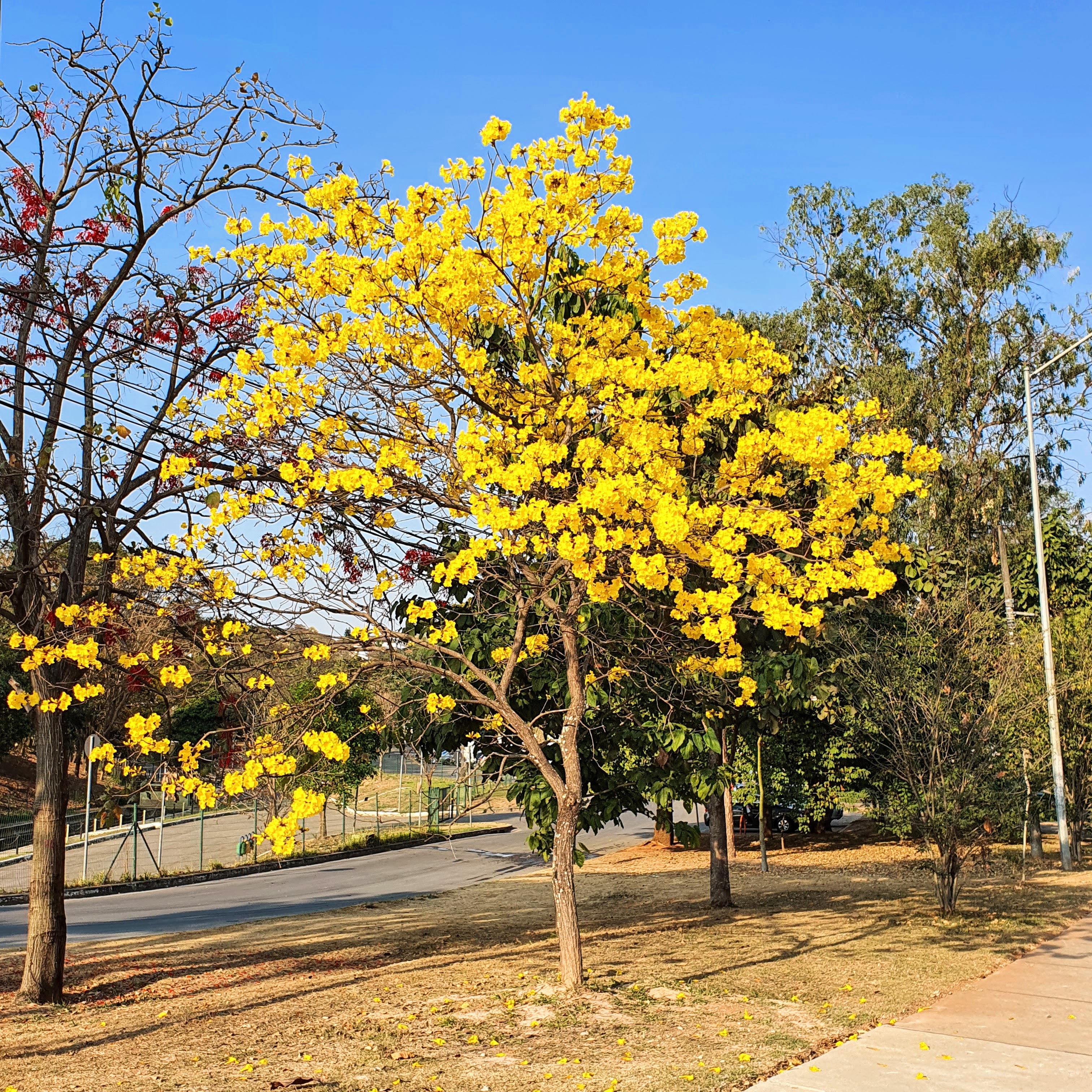 Ipê-amarelo florido.