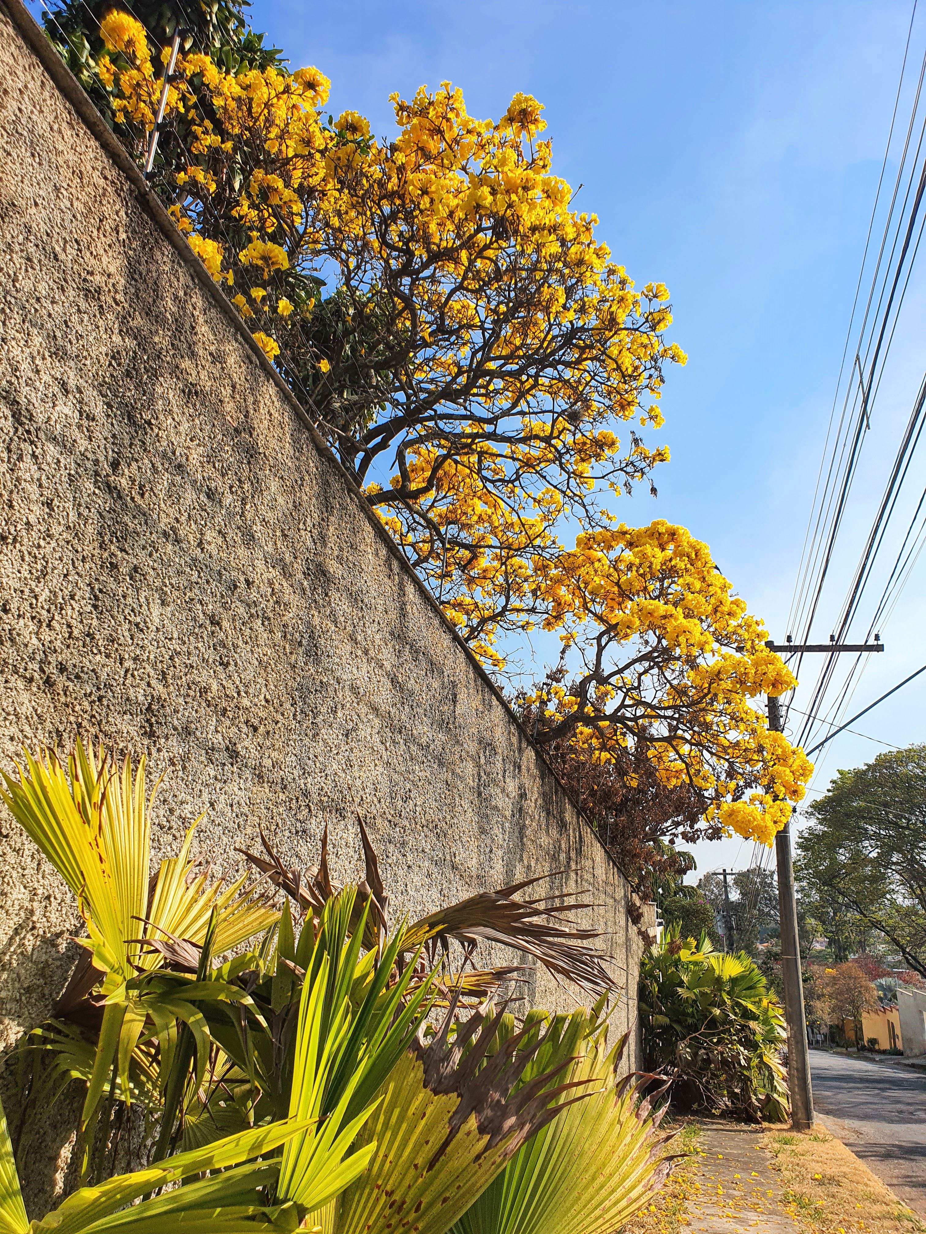 Ipês-do-cerrado margeando muro.