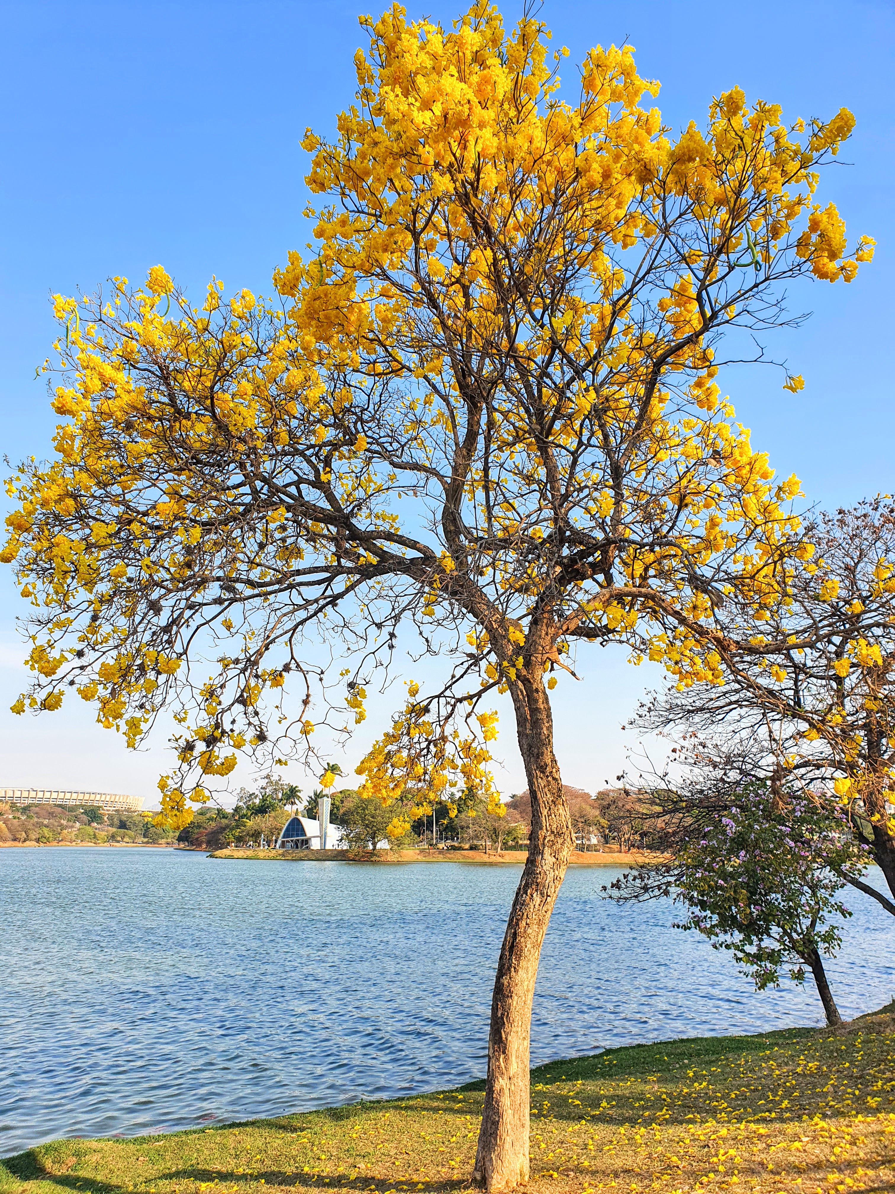 Ipê-amarelo florido.