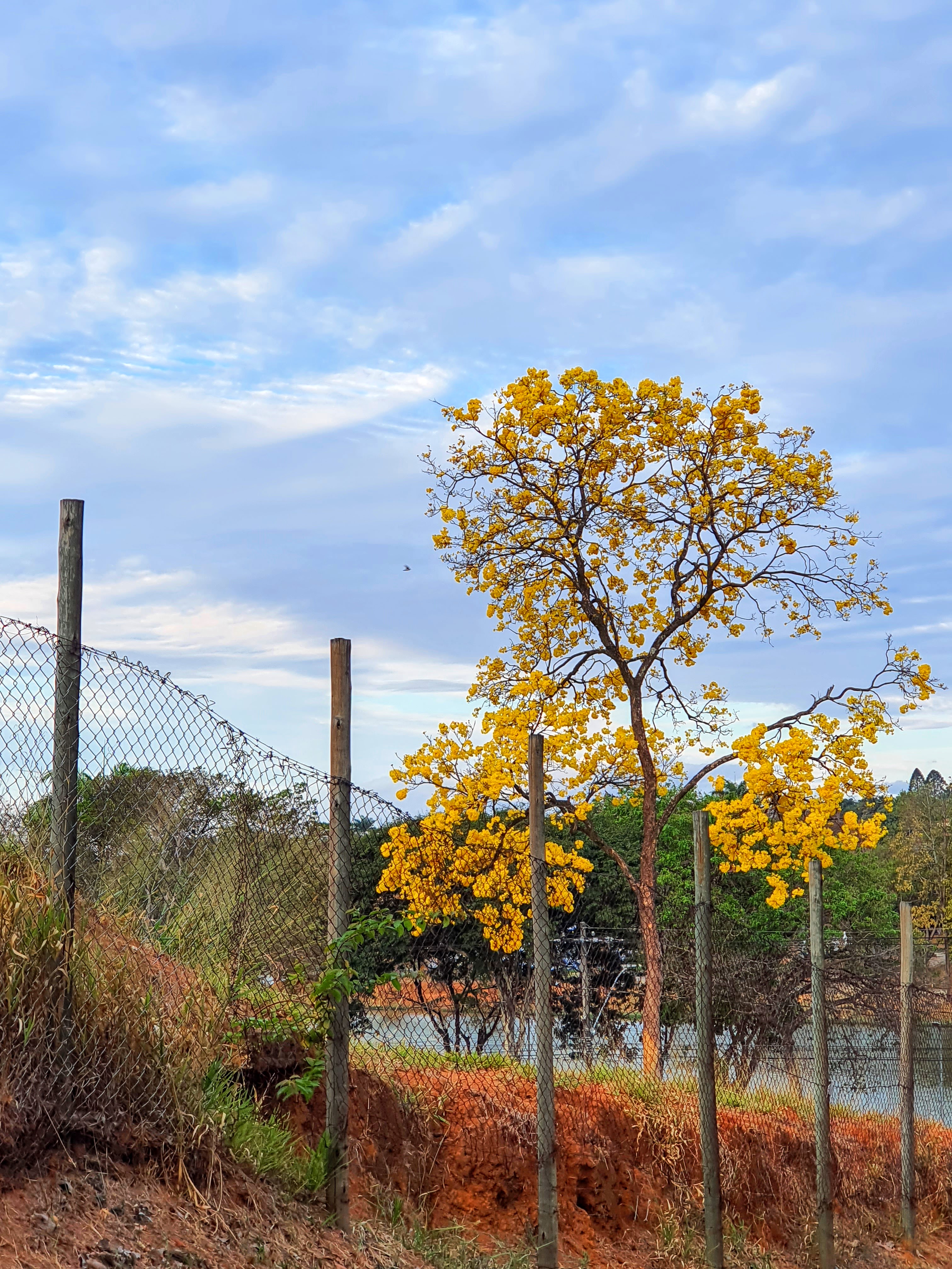 Ipê-amarelo florido.