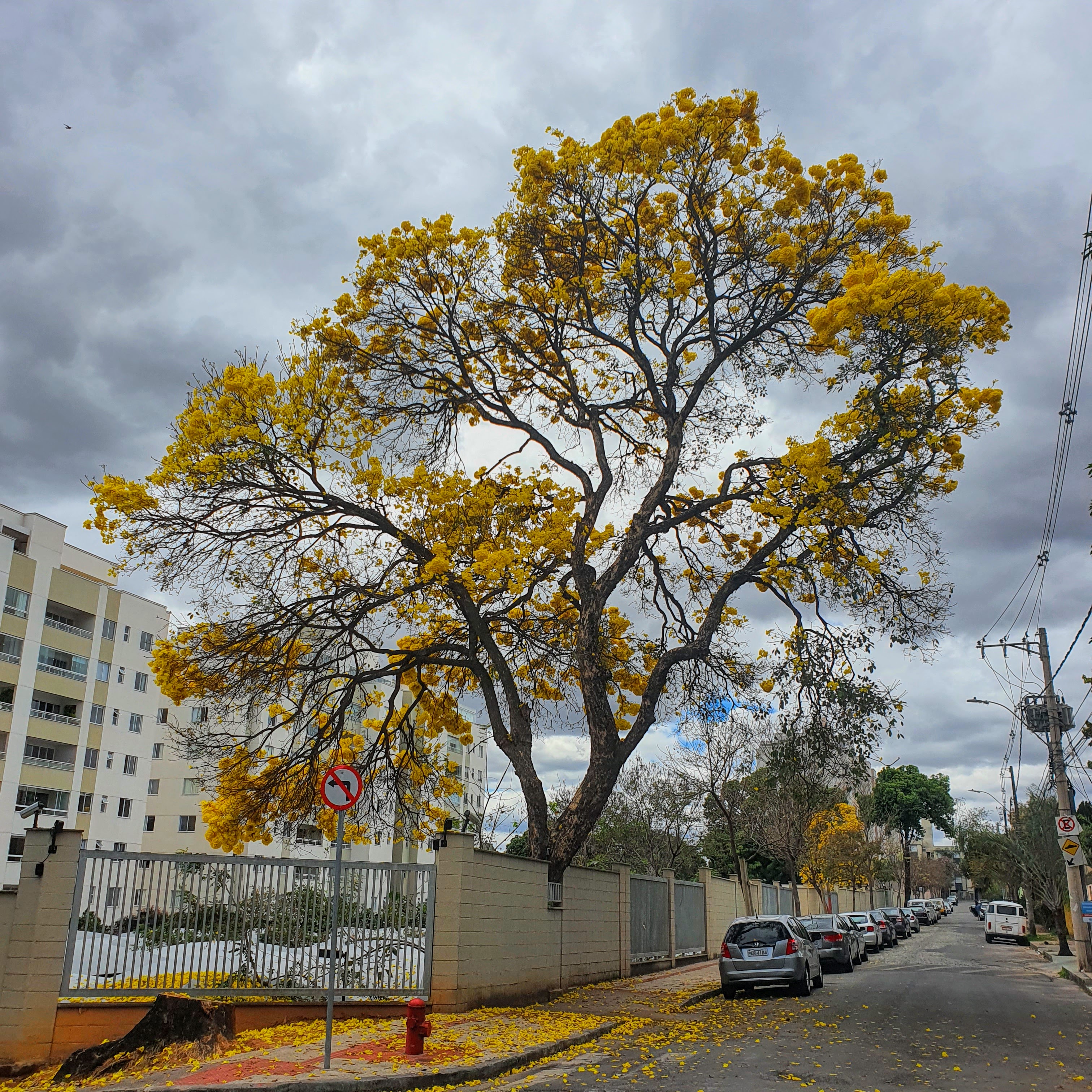 Ipê-amarelo florido.