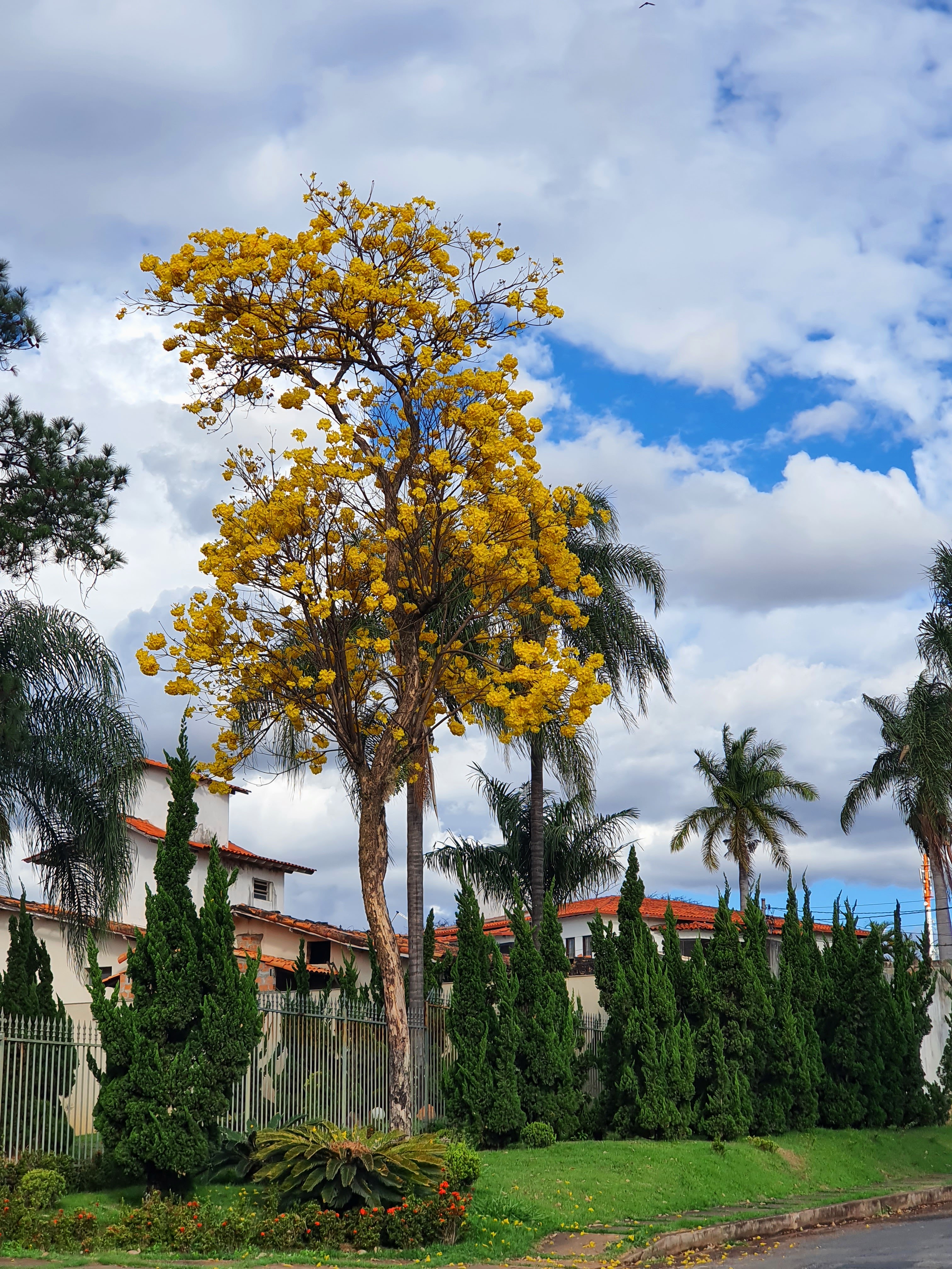 Ipê-amarelo florido.