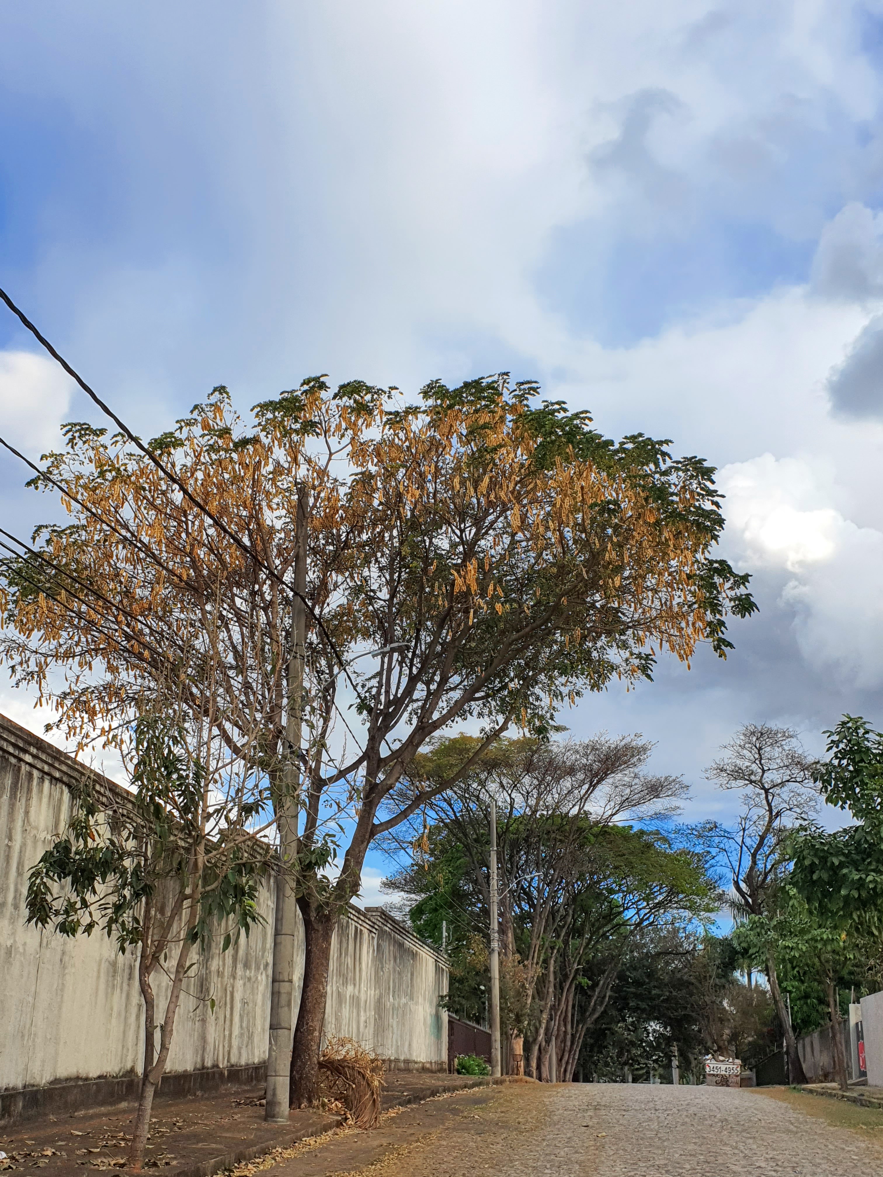 Coração-de-negro cheiro de frutos.