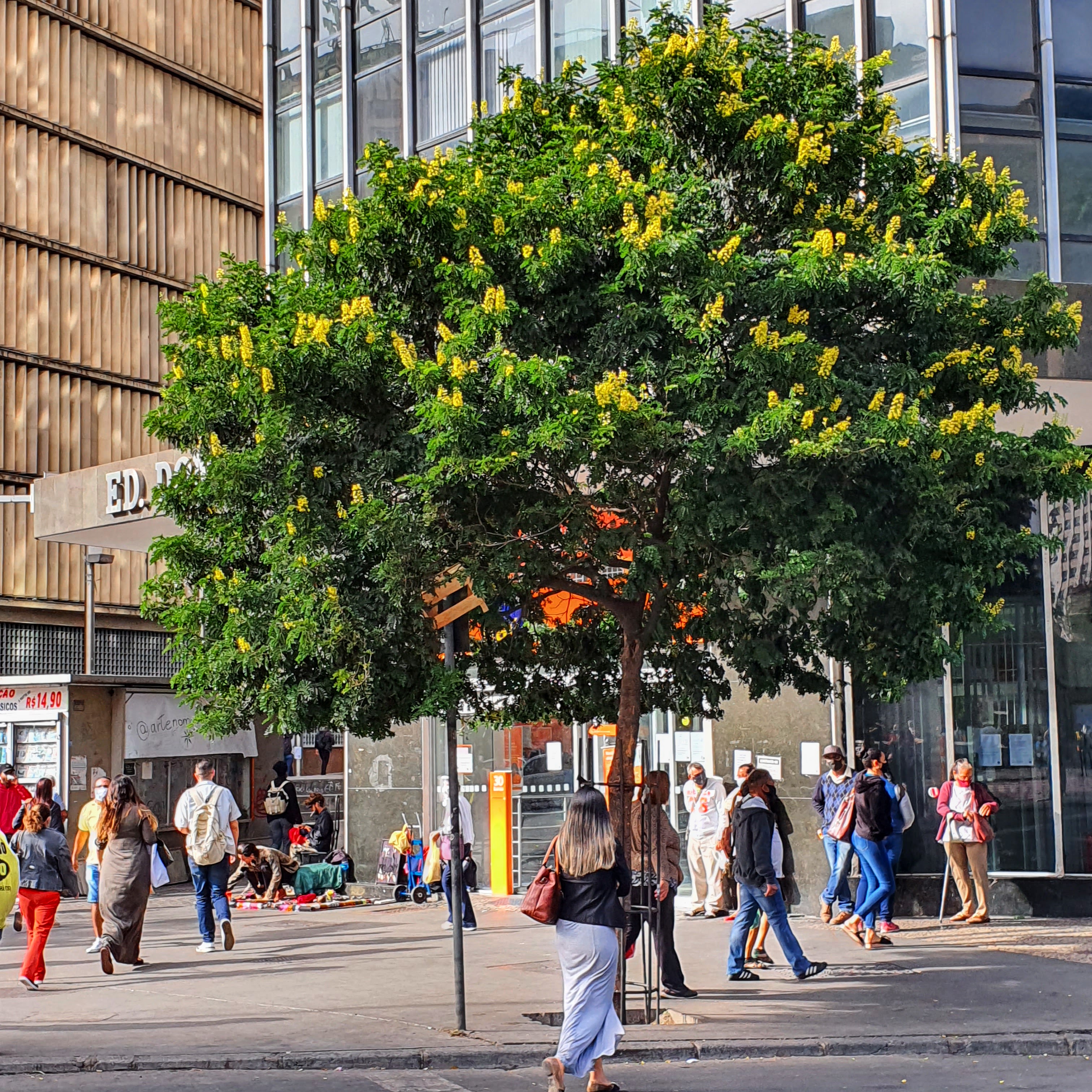 Pau-brasil na praça sete.