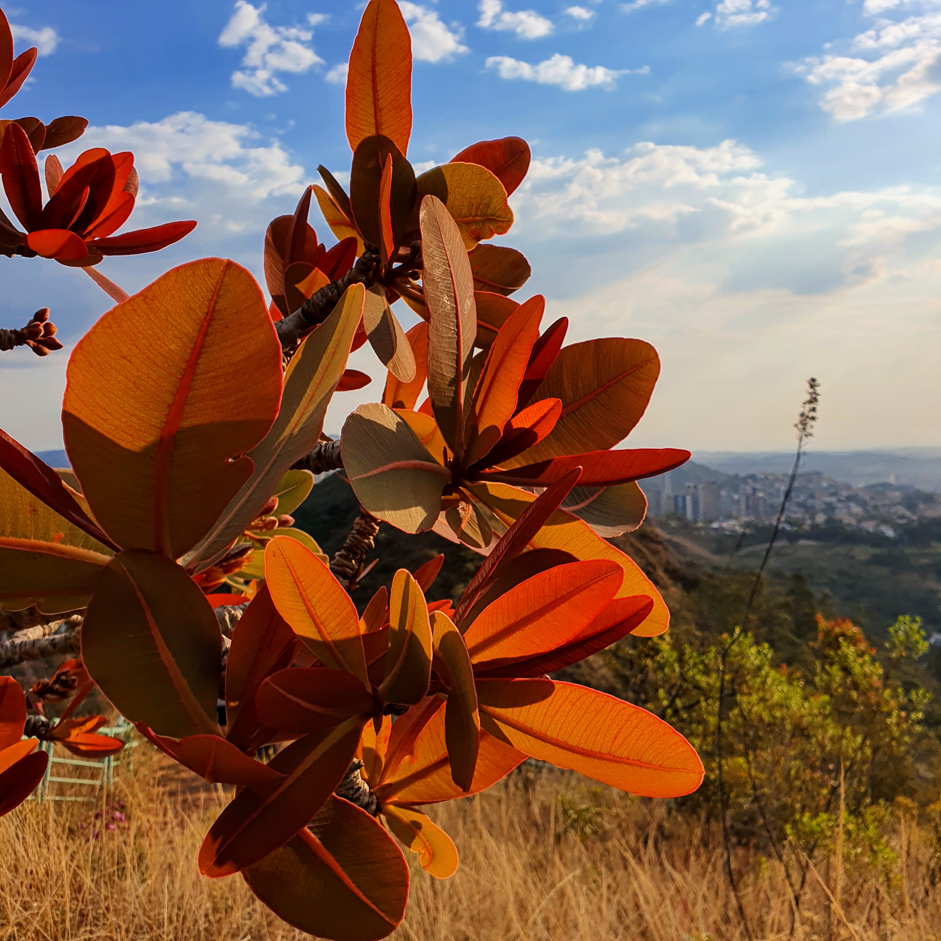 Folhas avermelhadas do pau-santo, com a cidade de Belo Horizonte ao fundo.