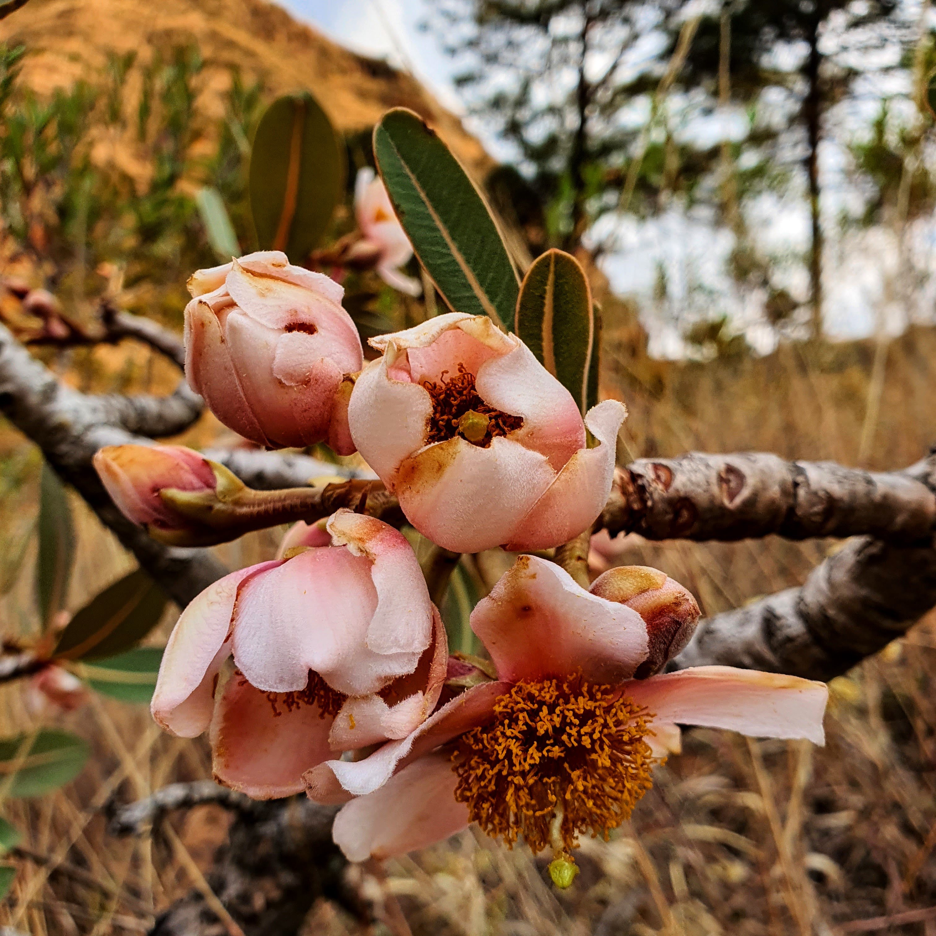 Detalhe das flores, ainda parcialmente fechadas, do pau-santo, com a Serra do Curral ao fundo.