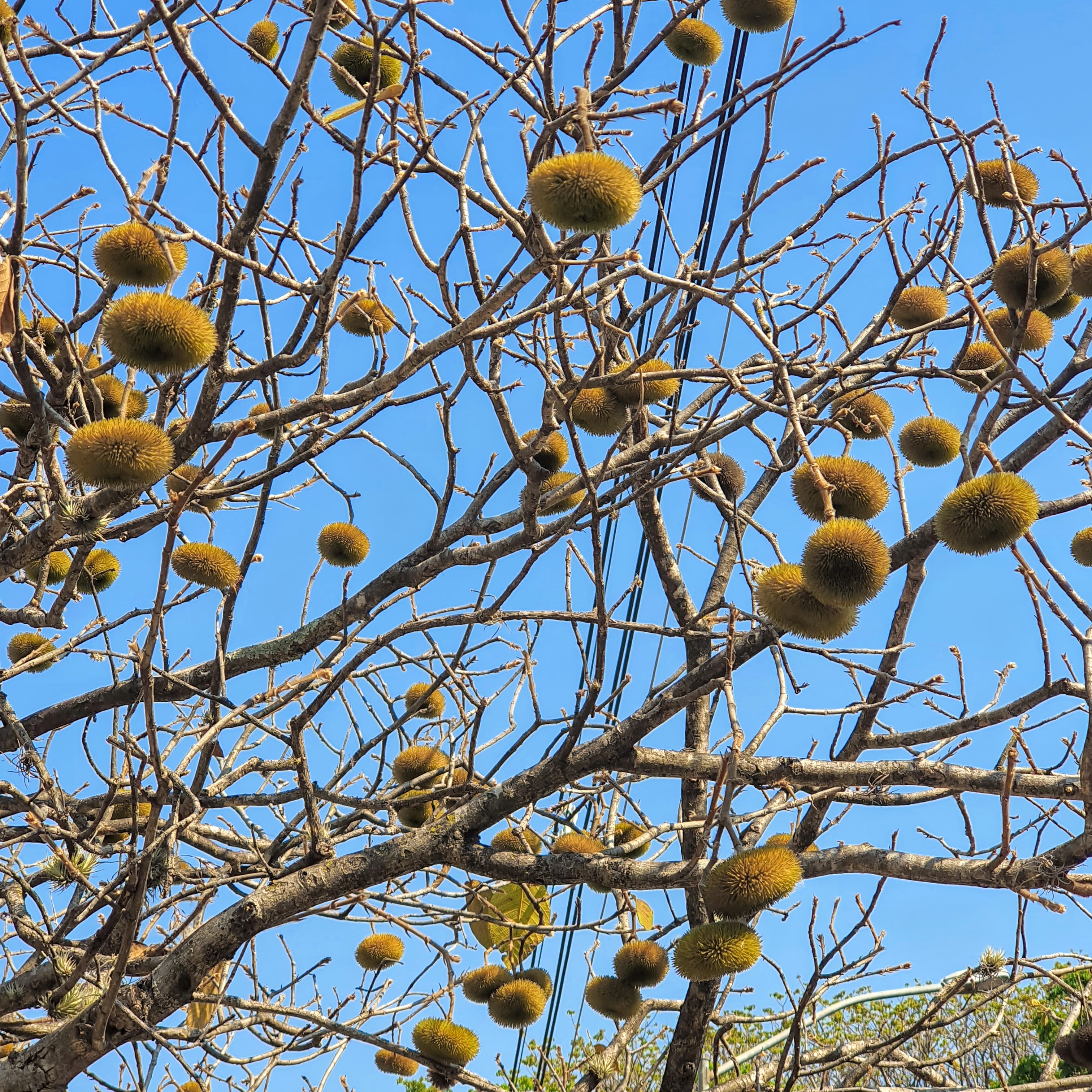 Copa pelada com frutos da escova-de-macaco.