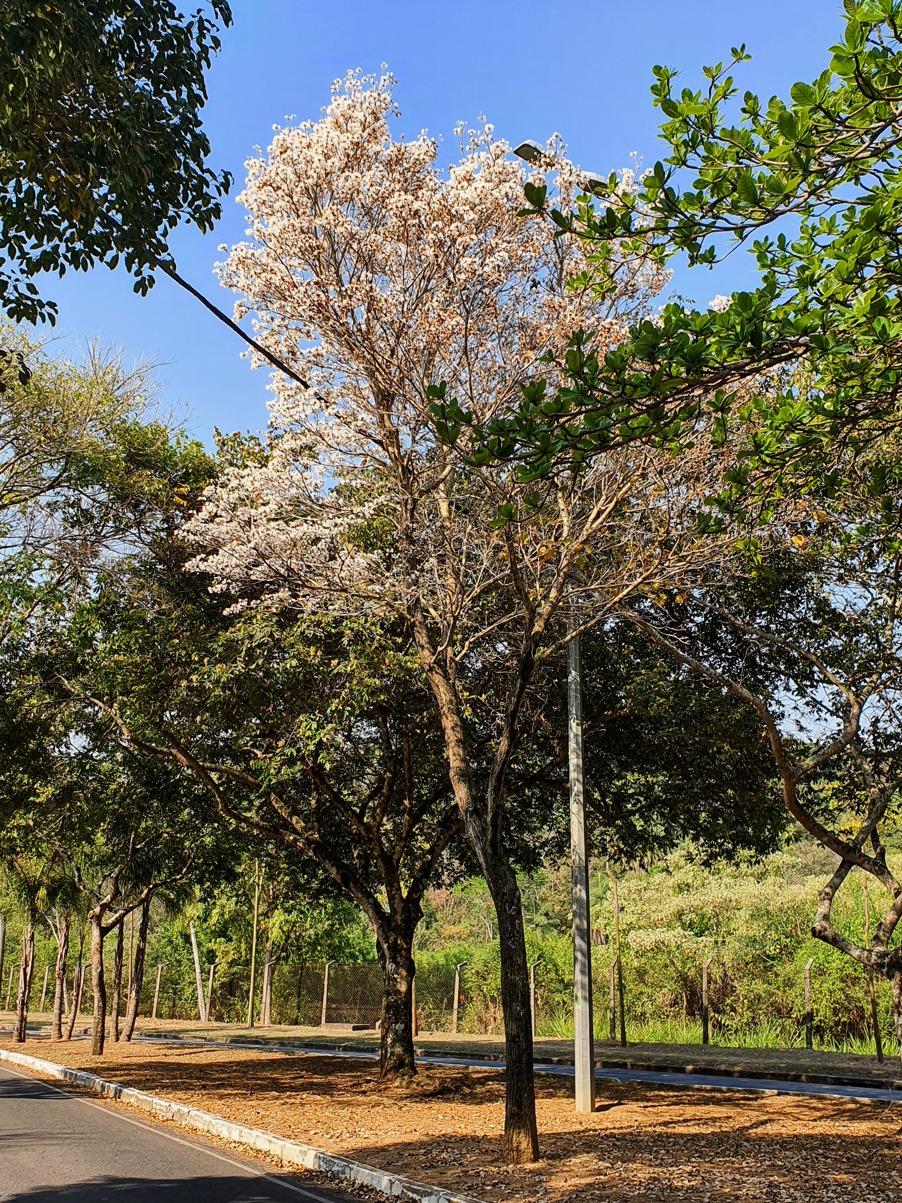 Ipê-branco florido.