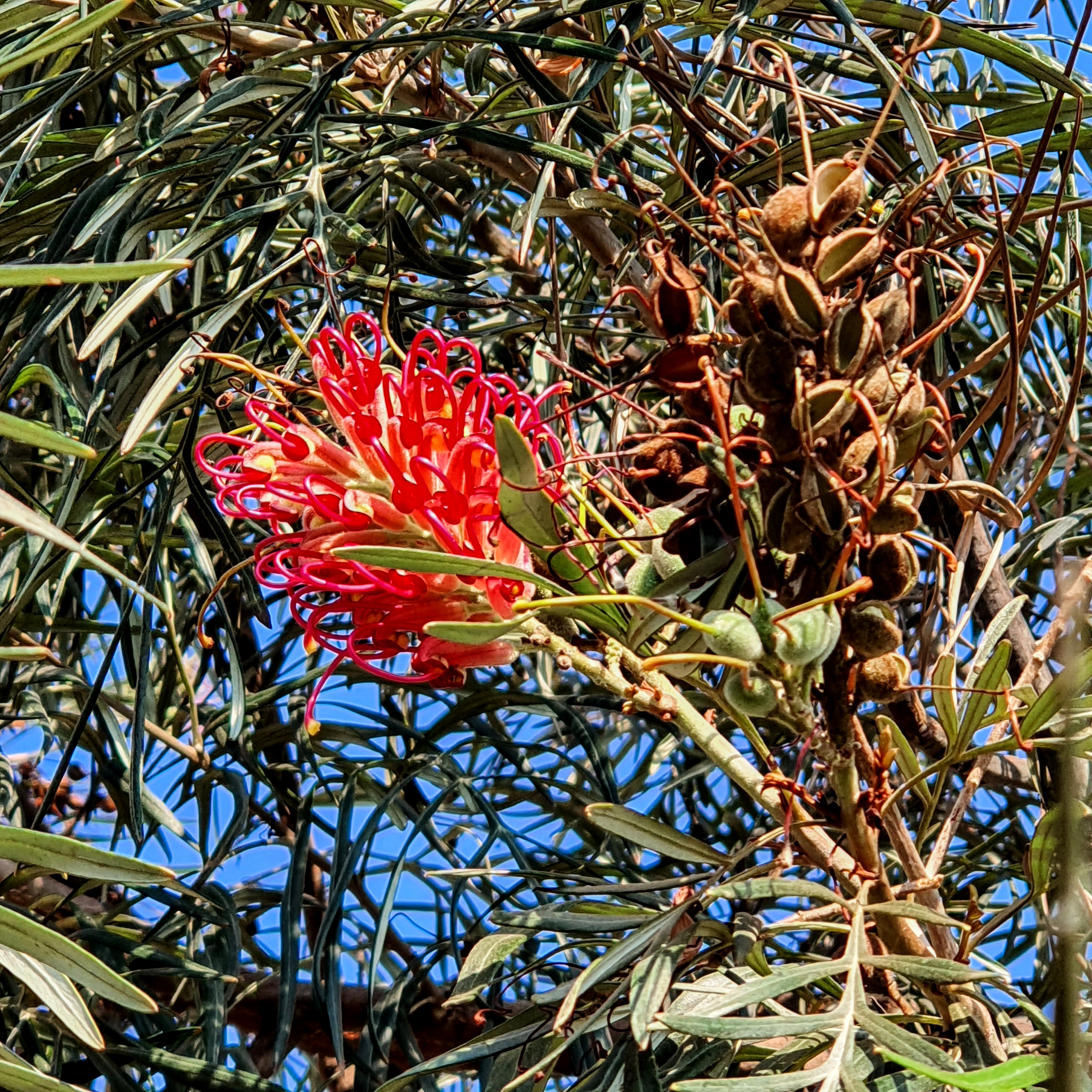 Inflorescências e frutos da grevílea-anã.