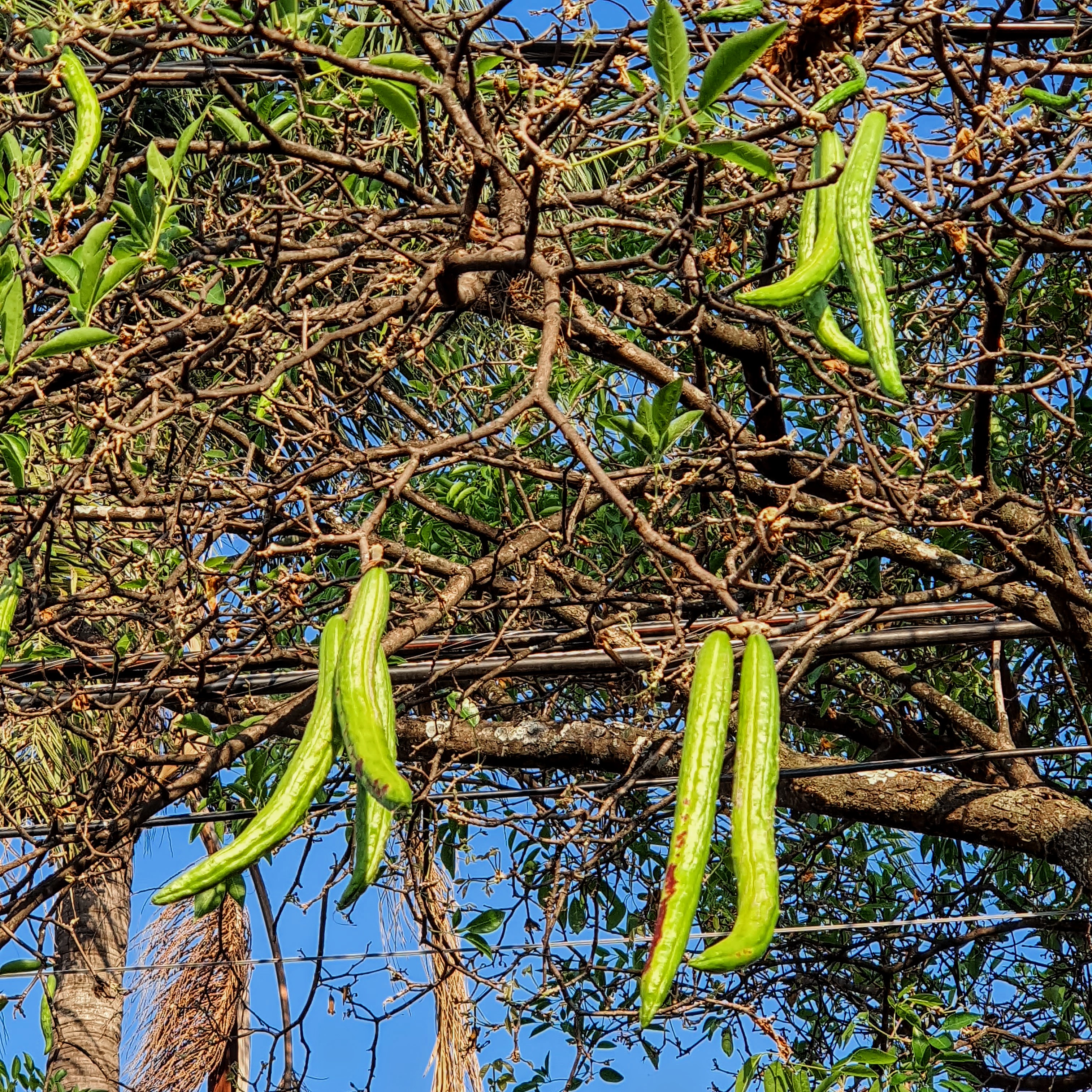 Frutos do ipê-amarelo.