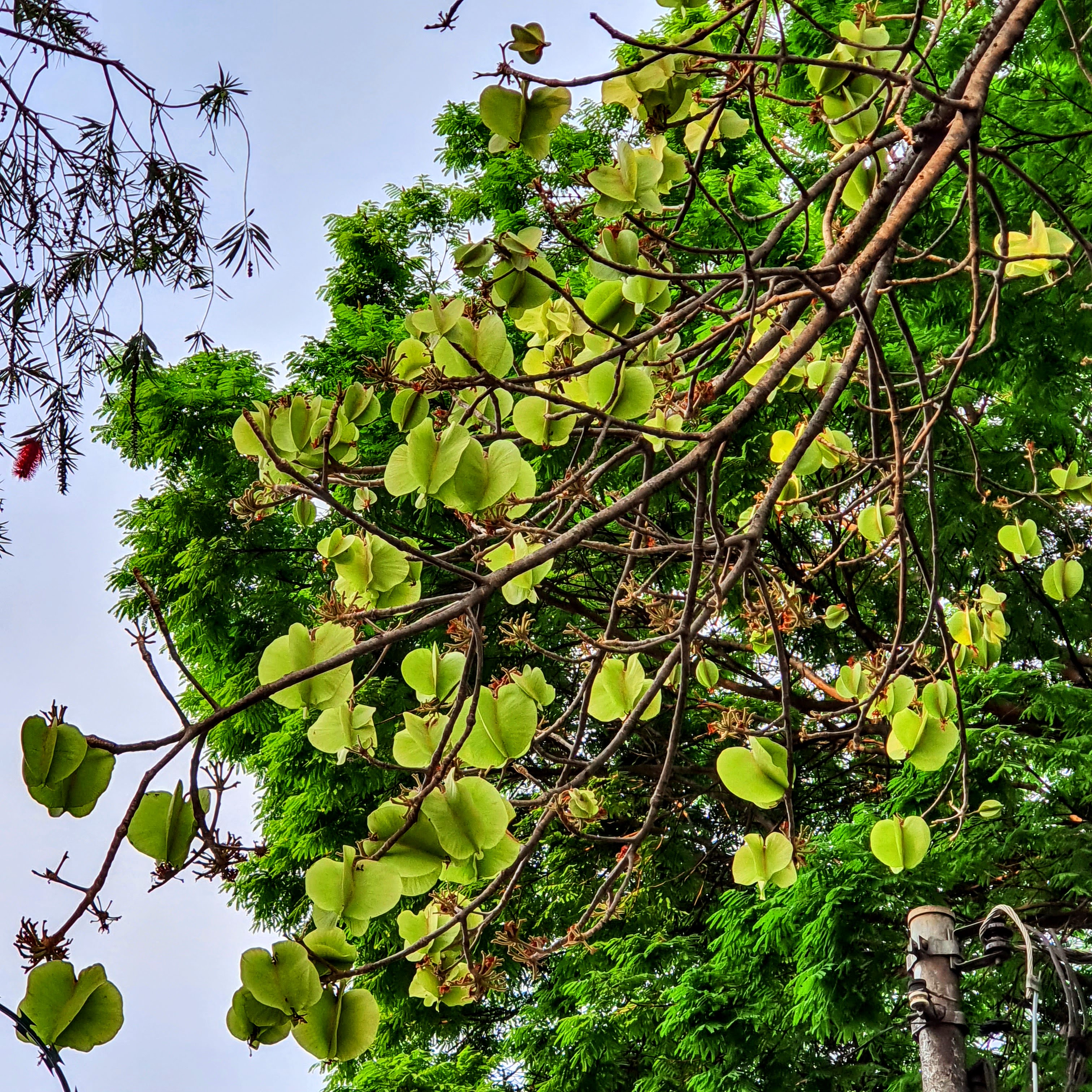 Frutos imaturos da paineira-do-cerrado.