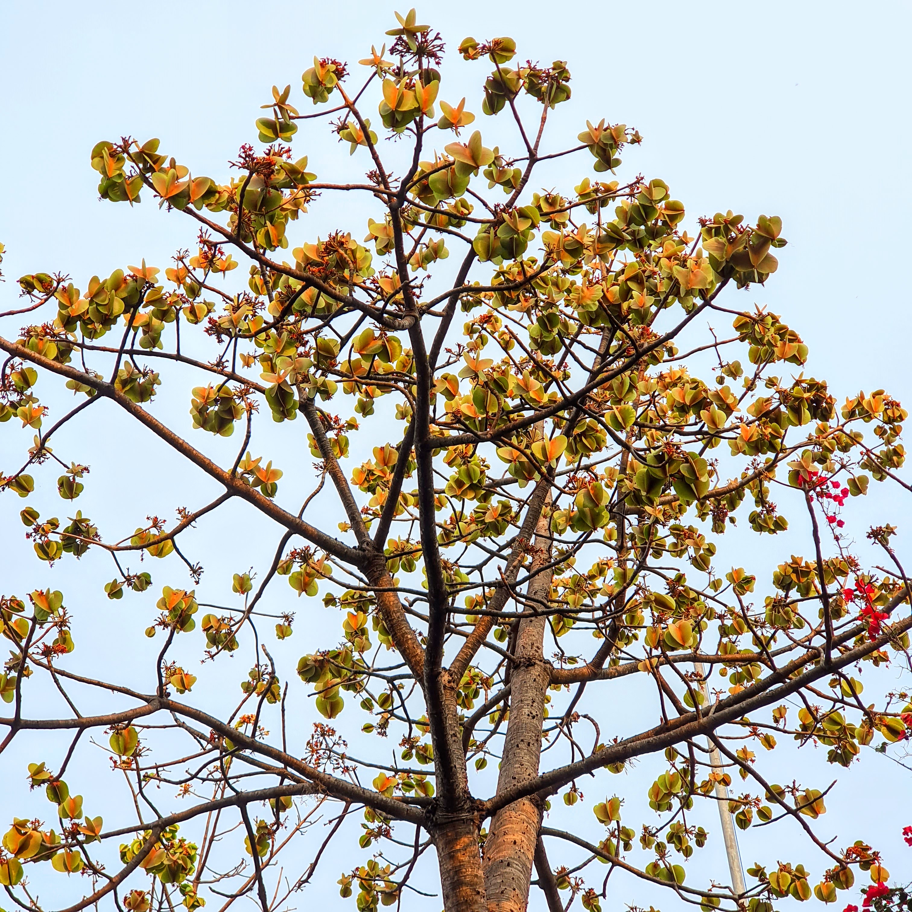 Copa cheia de frutos da paineira-do-cerrado.